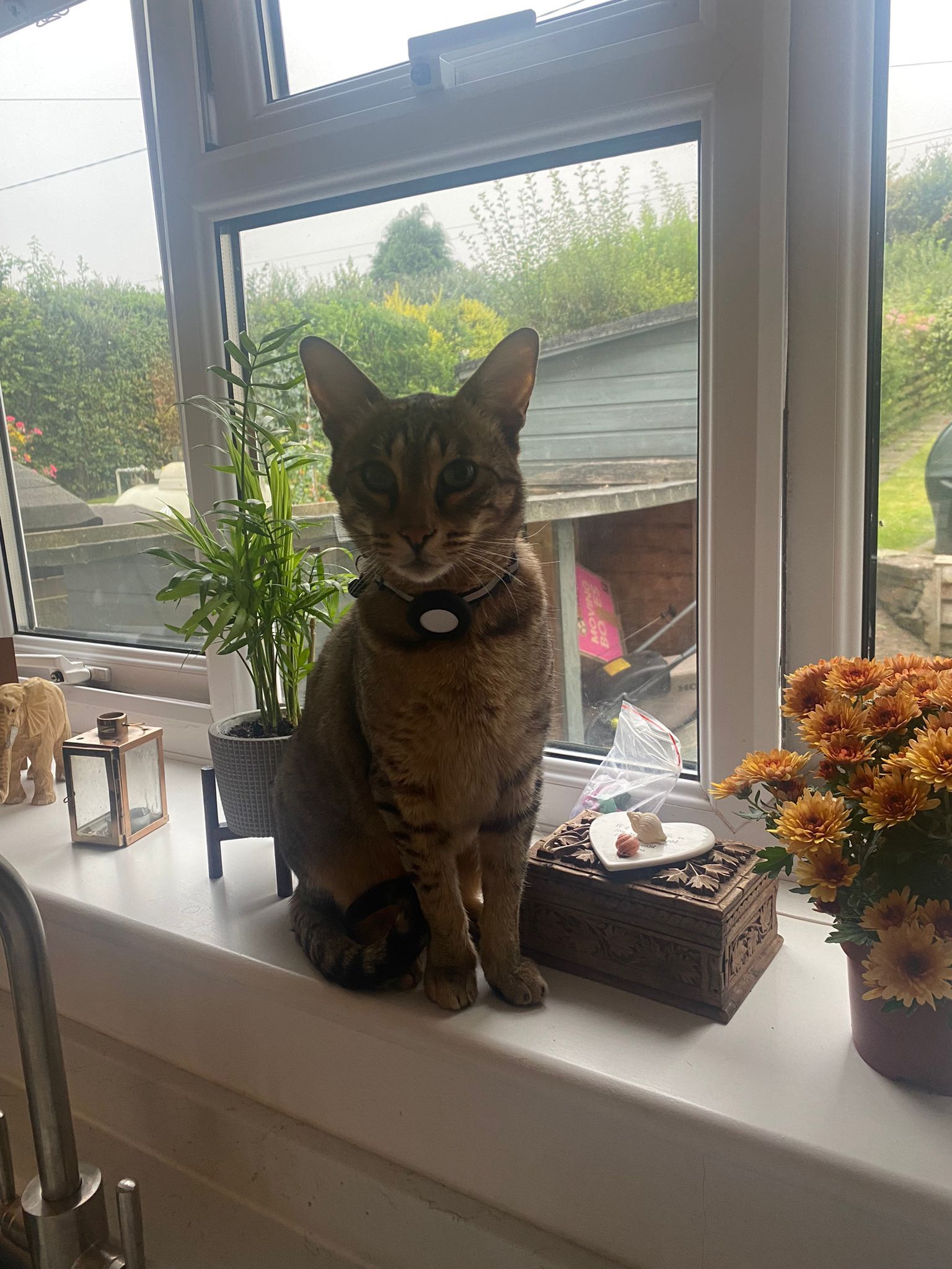 Loki - SY21 8, Middletown