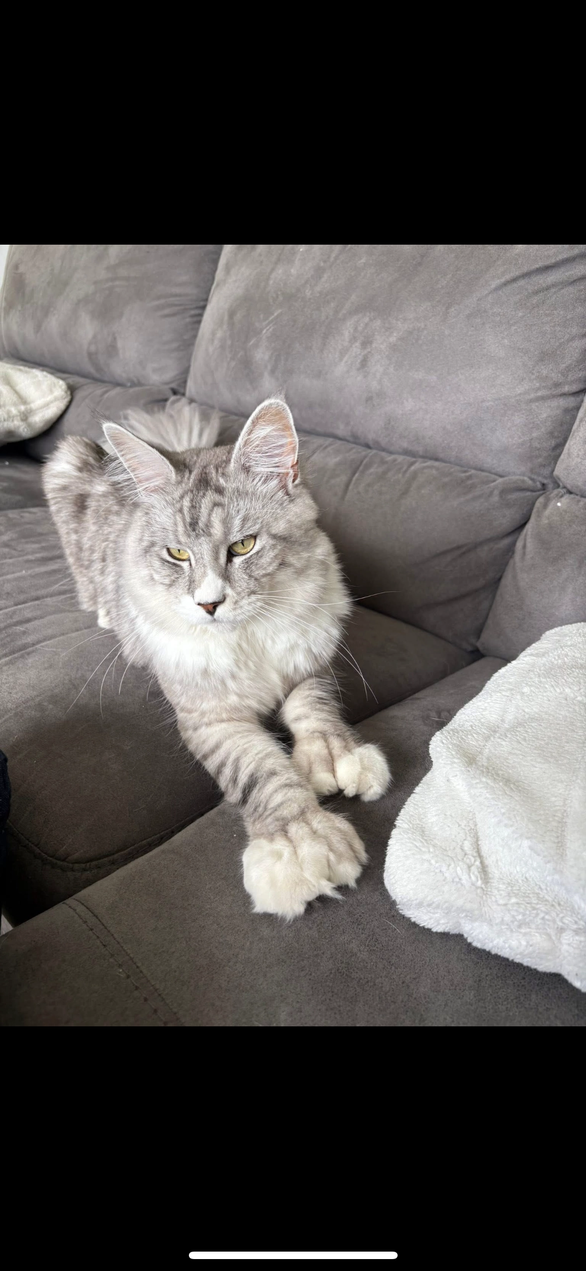 Zuma - Rue Des Acacias, Saint-Mard