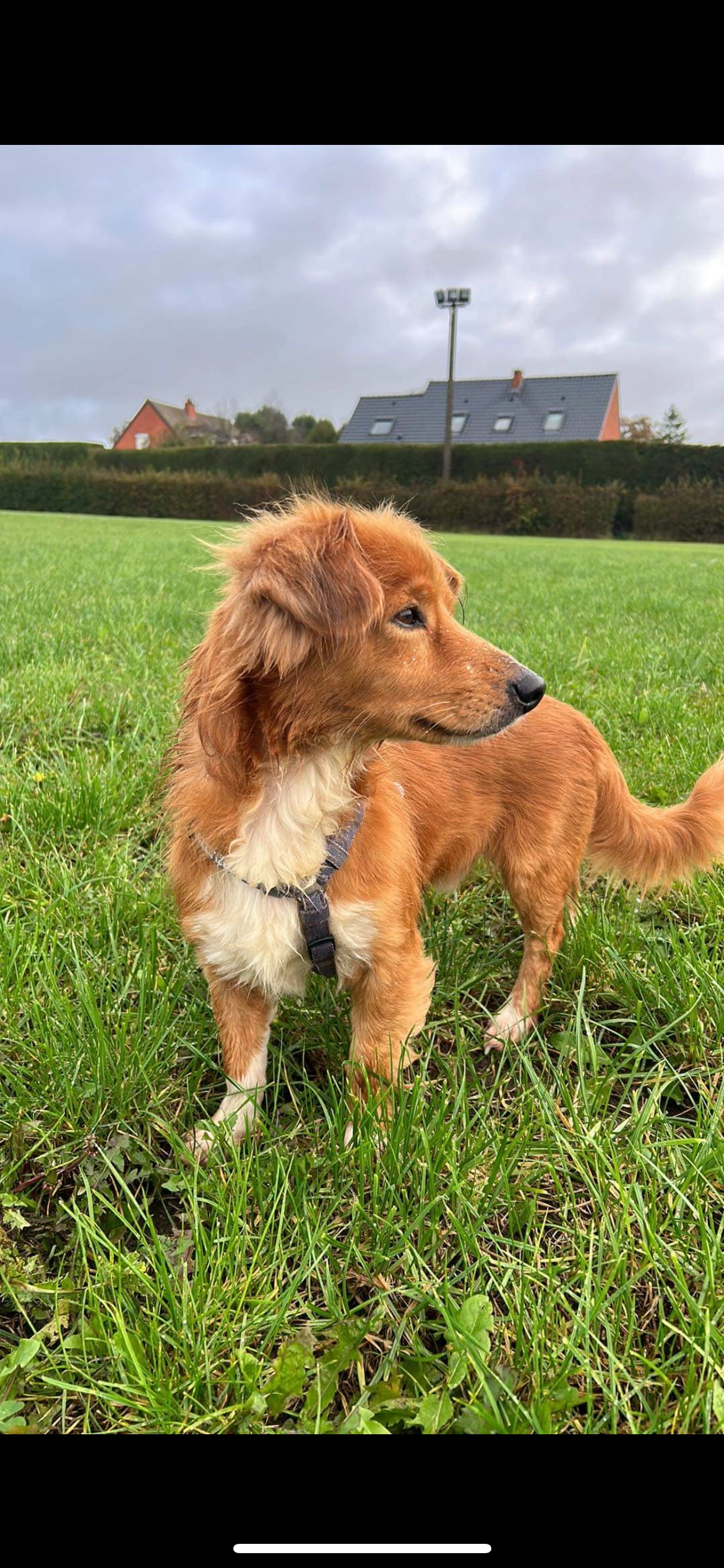 Parker - Chemin Du Rossignol, Berthen