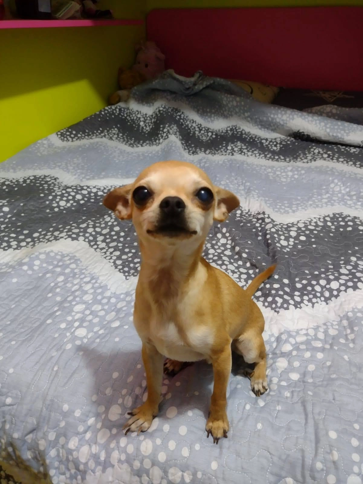 Hachi - Av de Madrid 24 , Jaén