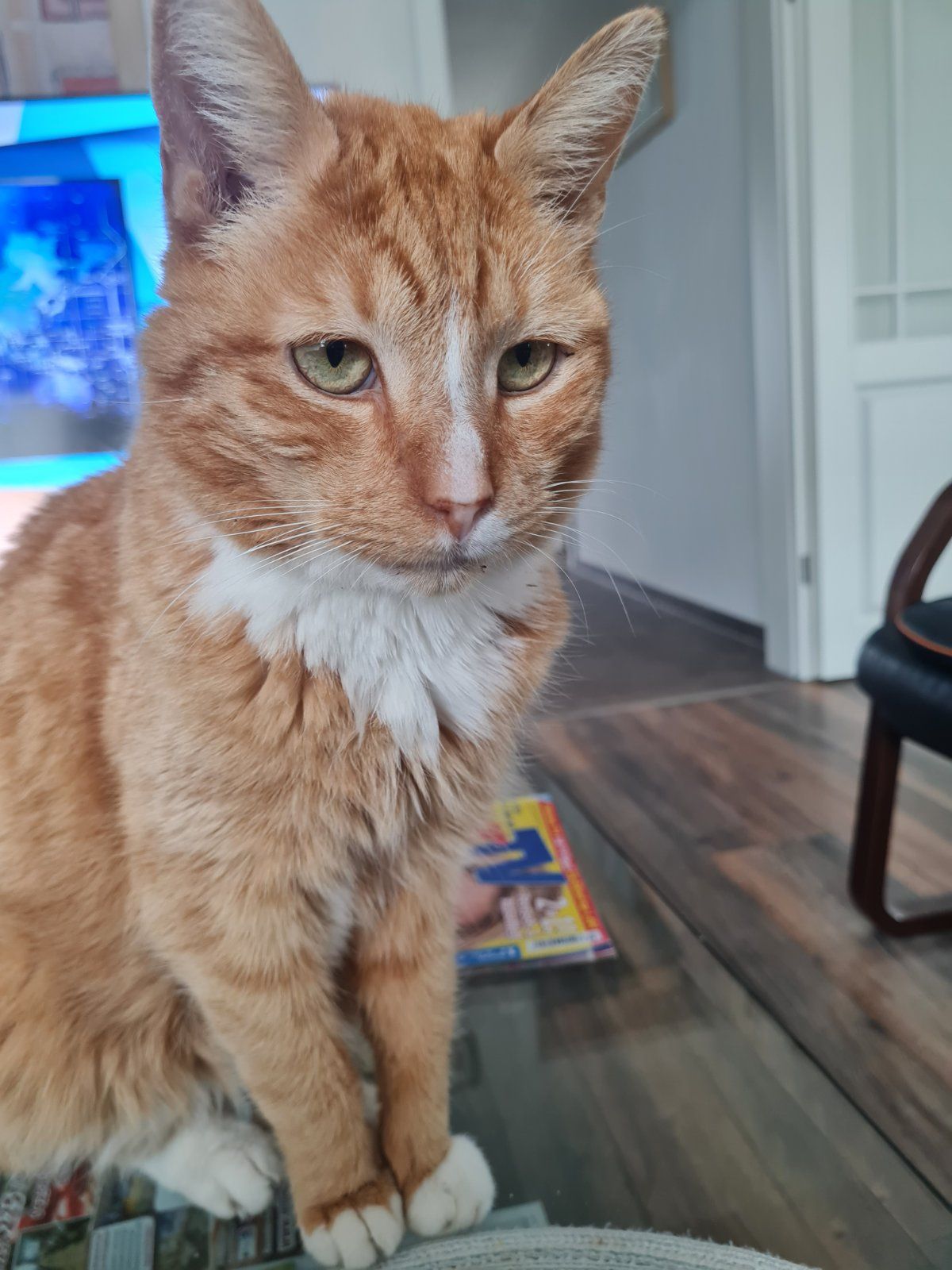 OTTO - Seestedter Weg, Blender