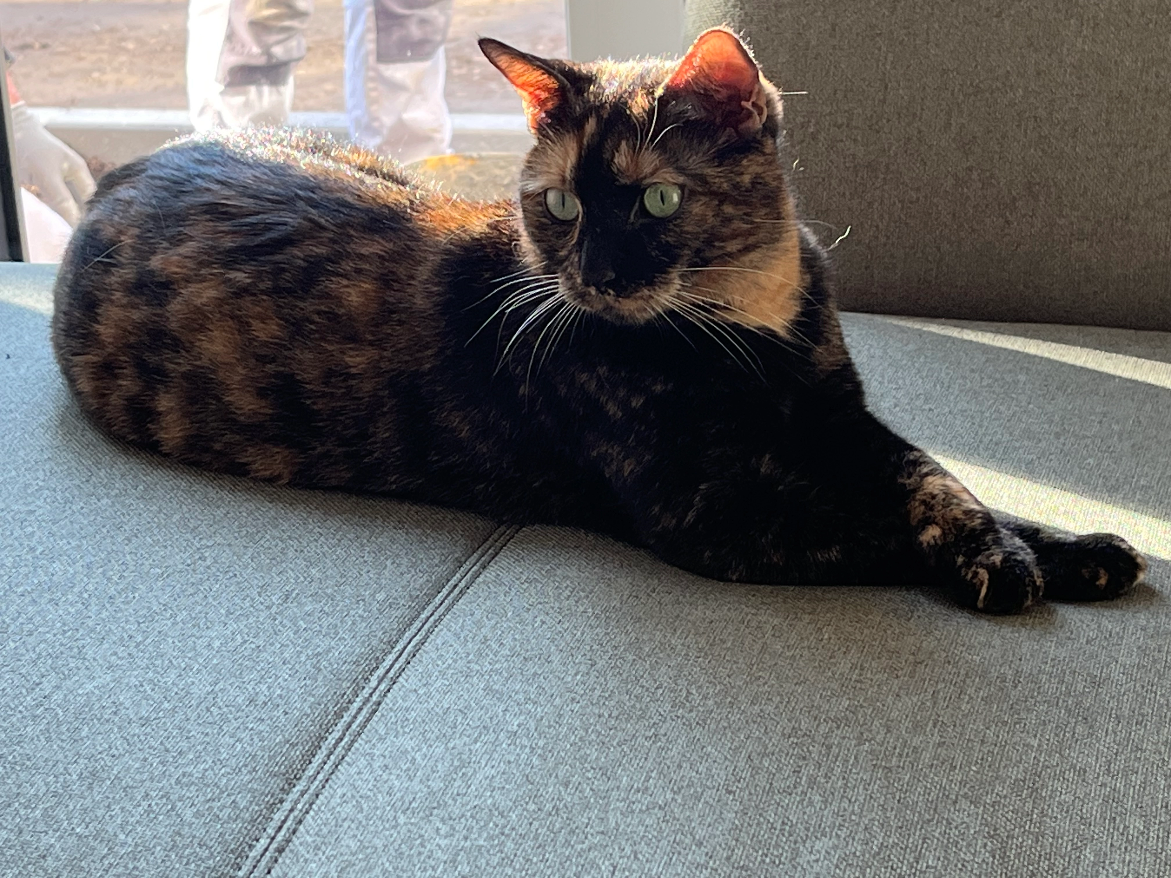 Shelley  - Augustastraße, Wiesbaden