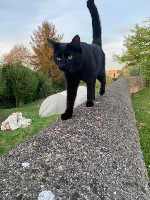 Maverick - Rue Du Four À Chaux, Ermenonville