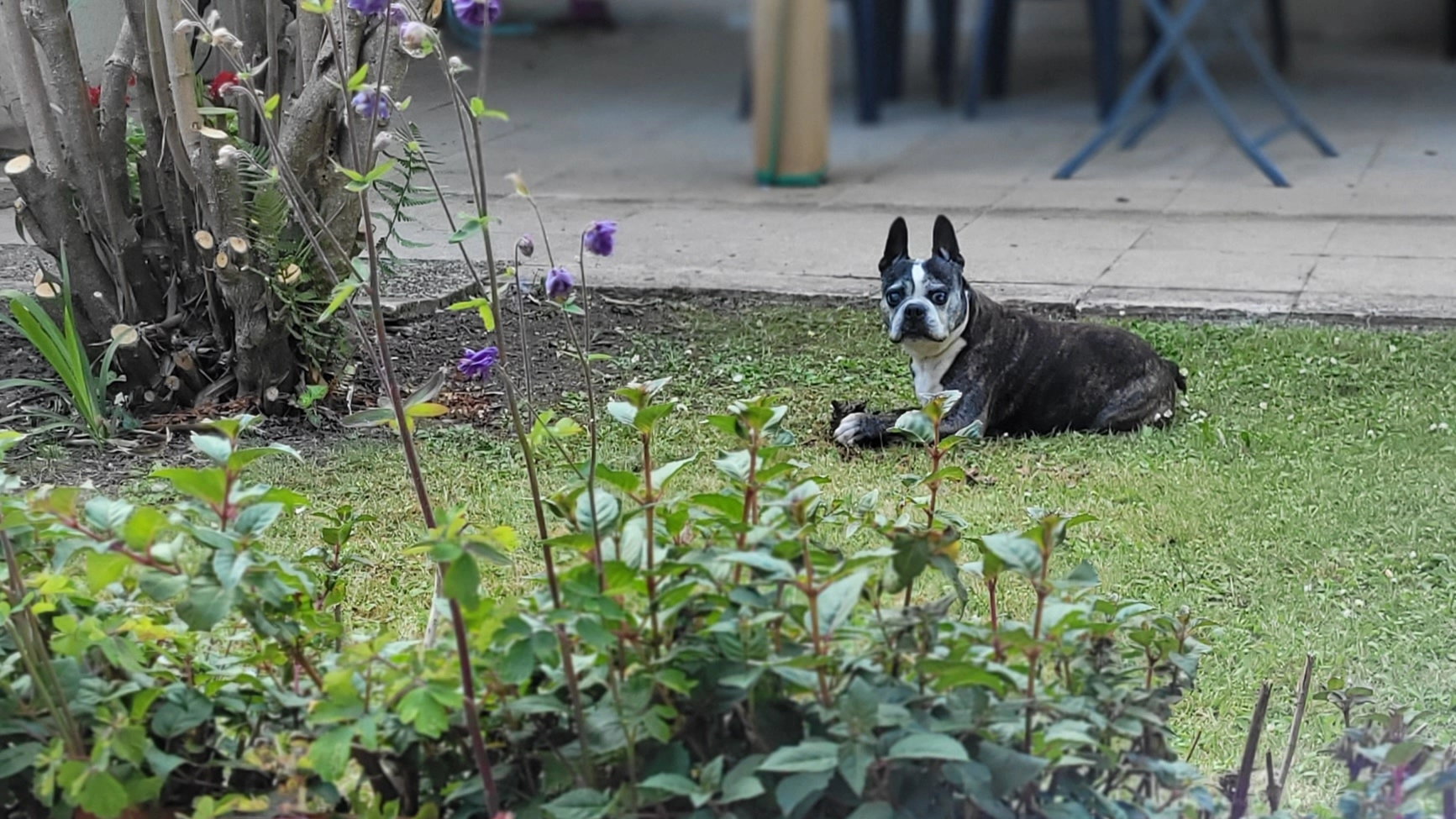 Gulli  - 23 La Cossonnais, La Meilleraye-de-Bretagne