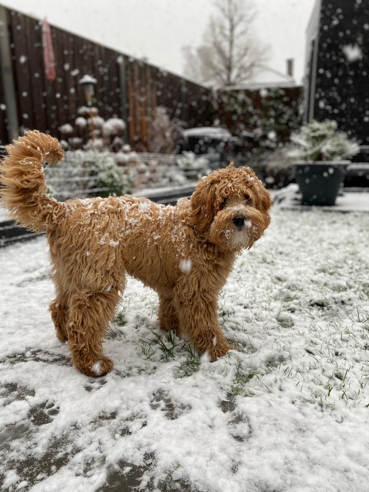 Tobi - Burgemeester van Hoofflaan, Veldhoven