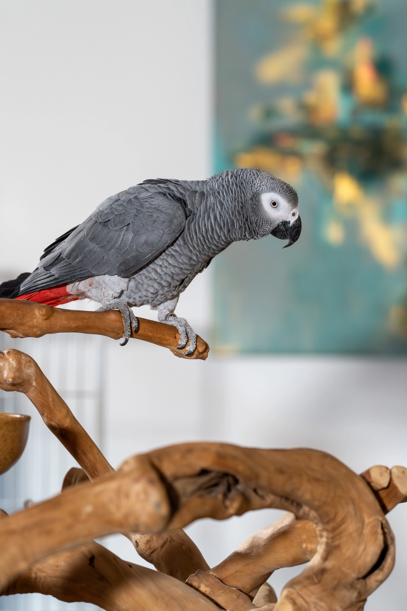 Trixie - Bulevardul Pipera Tunari, Voluntari