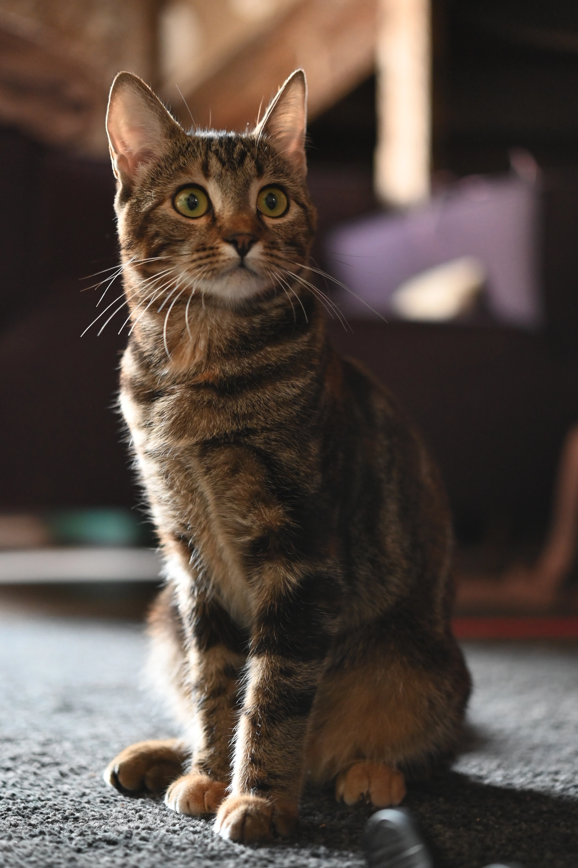 Mimi - Impasse de Renaudet, Saint-Pantaléon-de-Larche