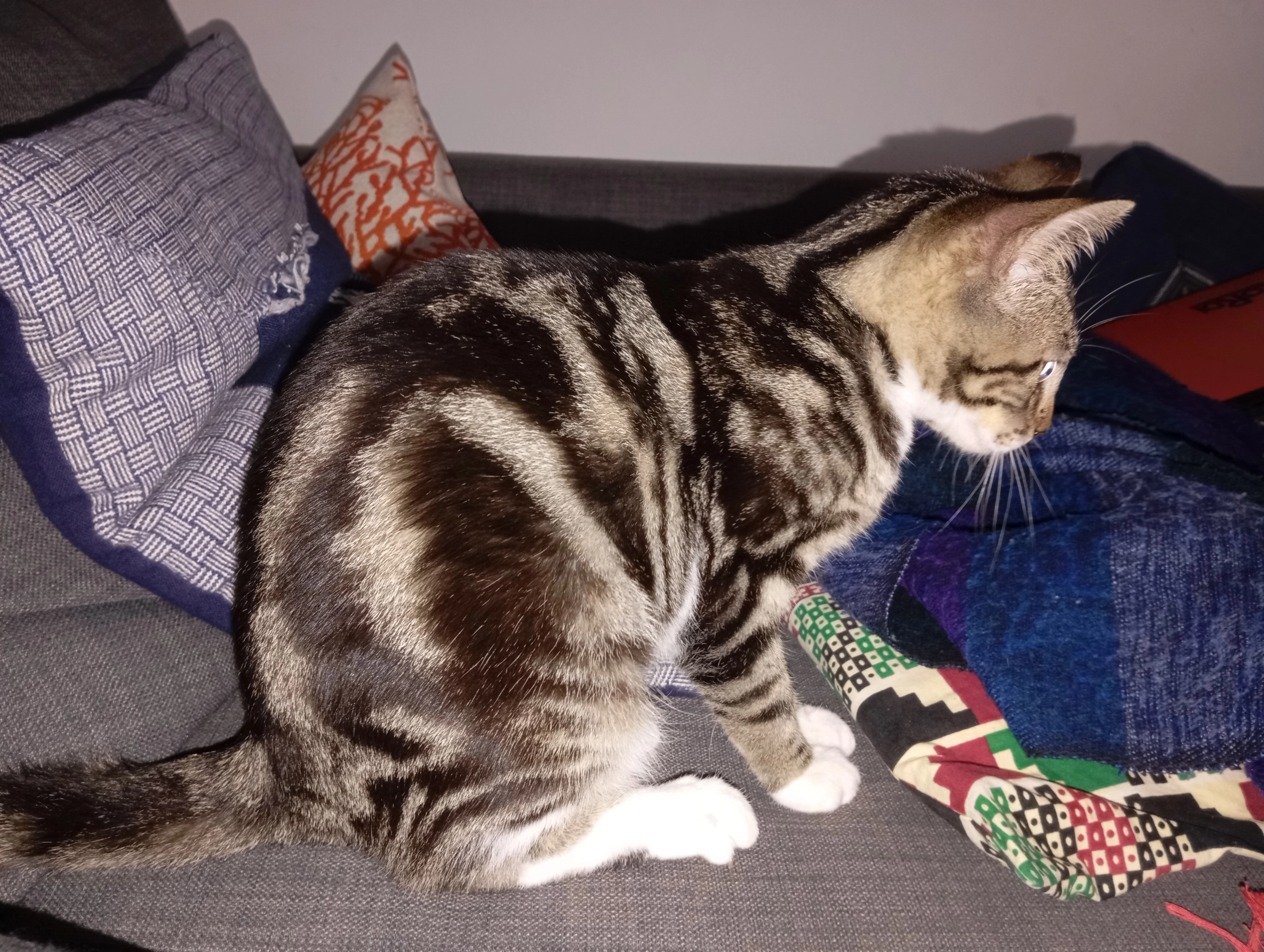 Soumaye - Rue des Airolles, Frontignan