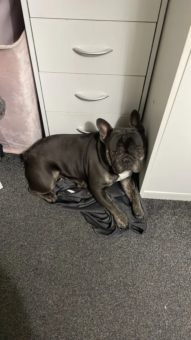 Zeus - NW2 7, London
