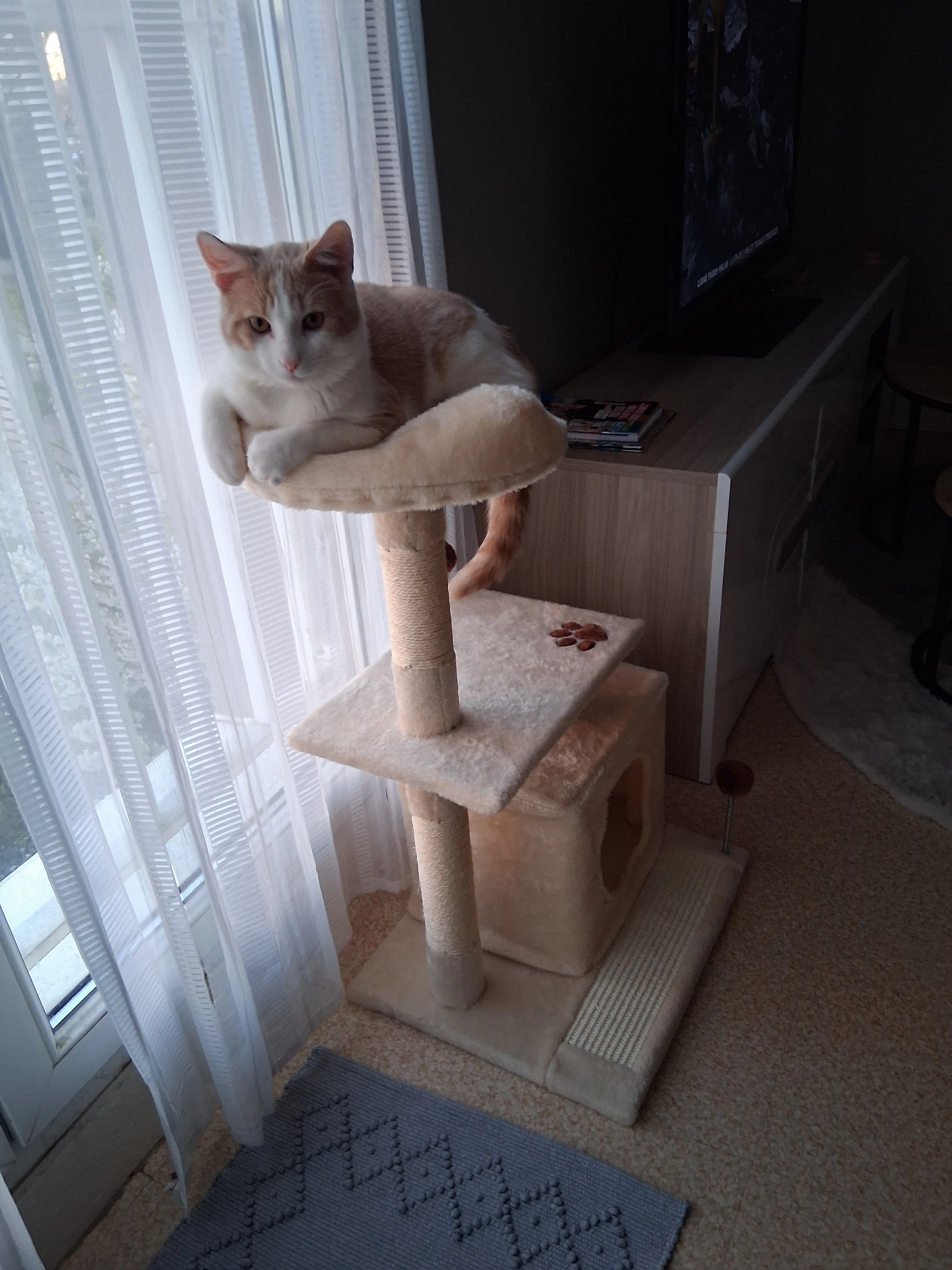 Zouzou - 7 Rue Charles Malfray, Orléans