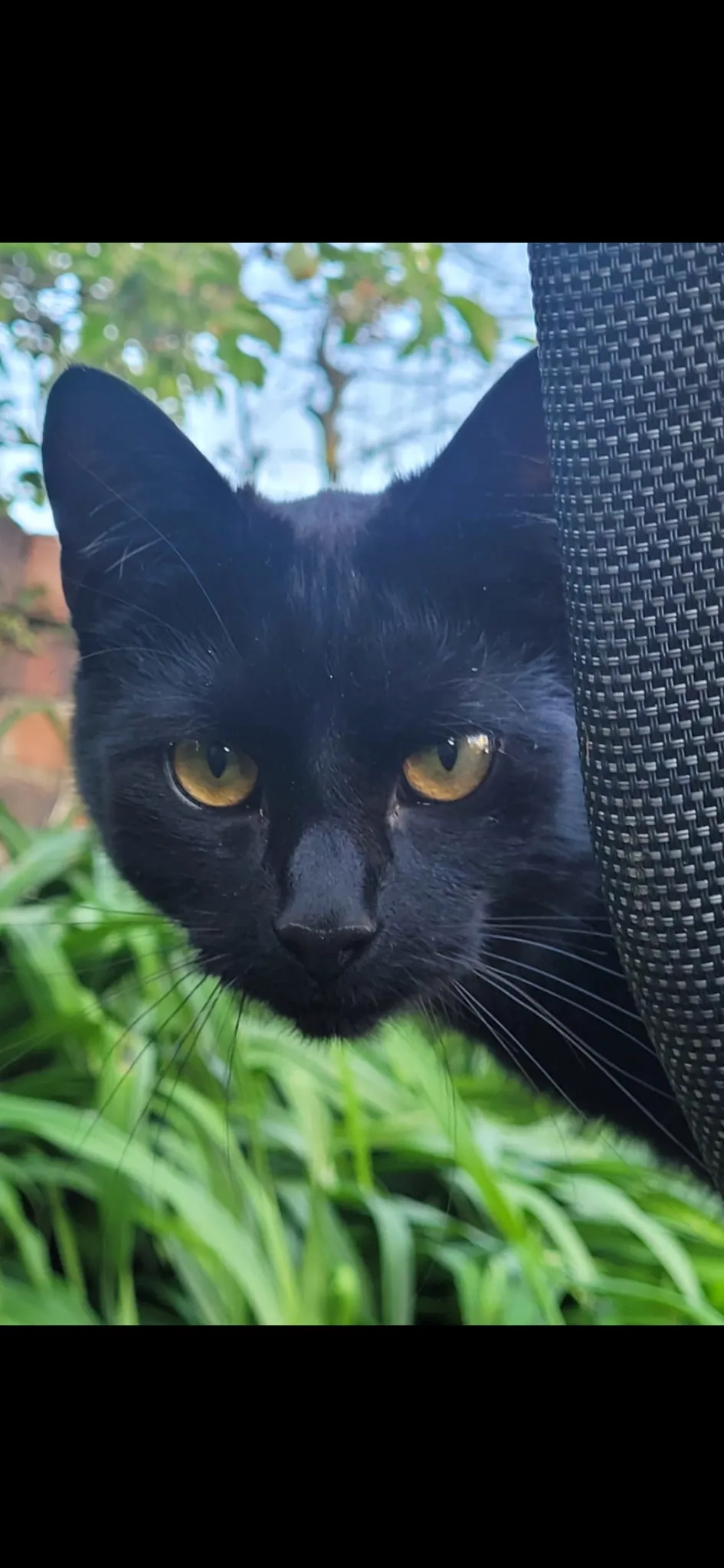 Ozzy - Brynland Avenue, Bristol