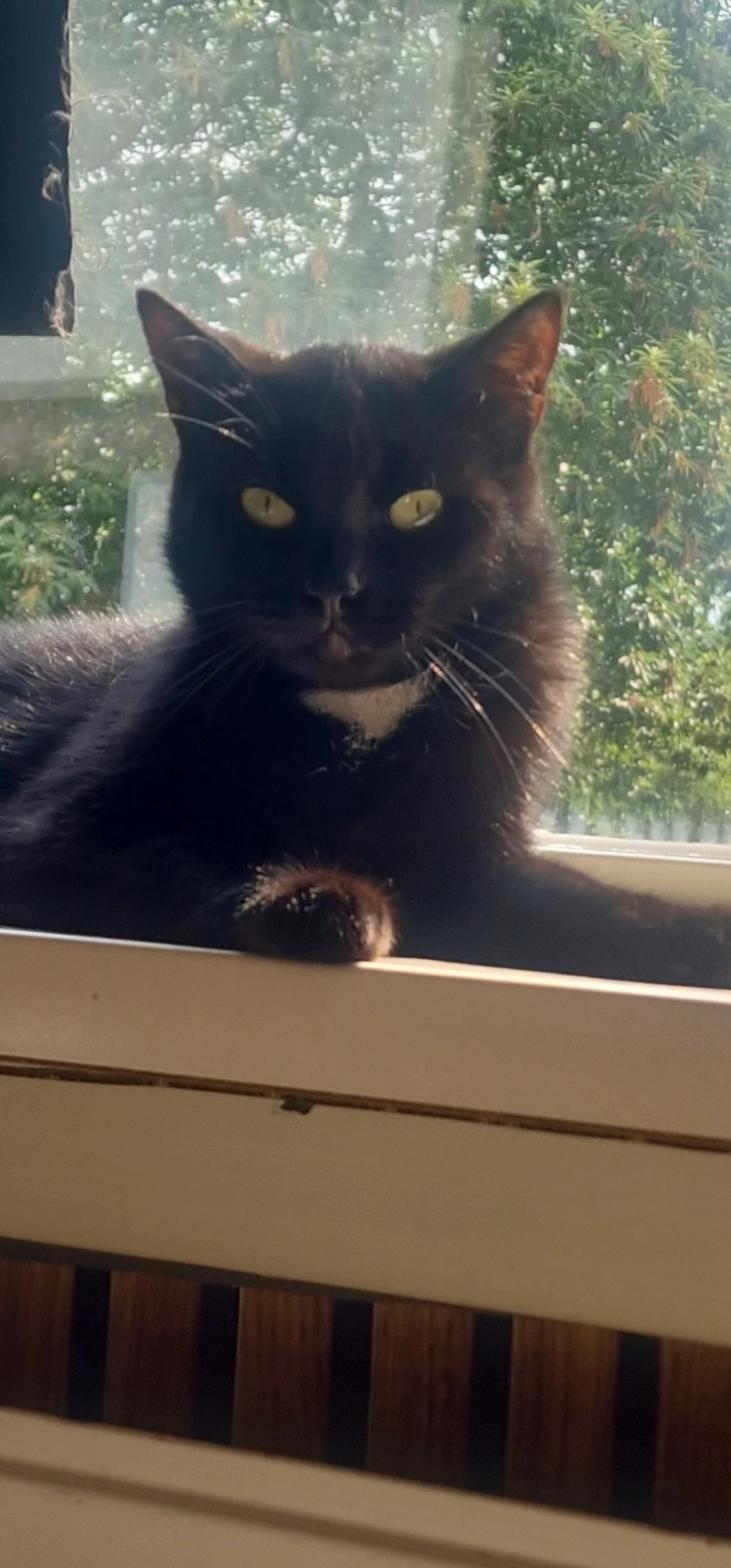 Nailah - Wendakker, Biddinghuizen