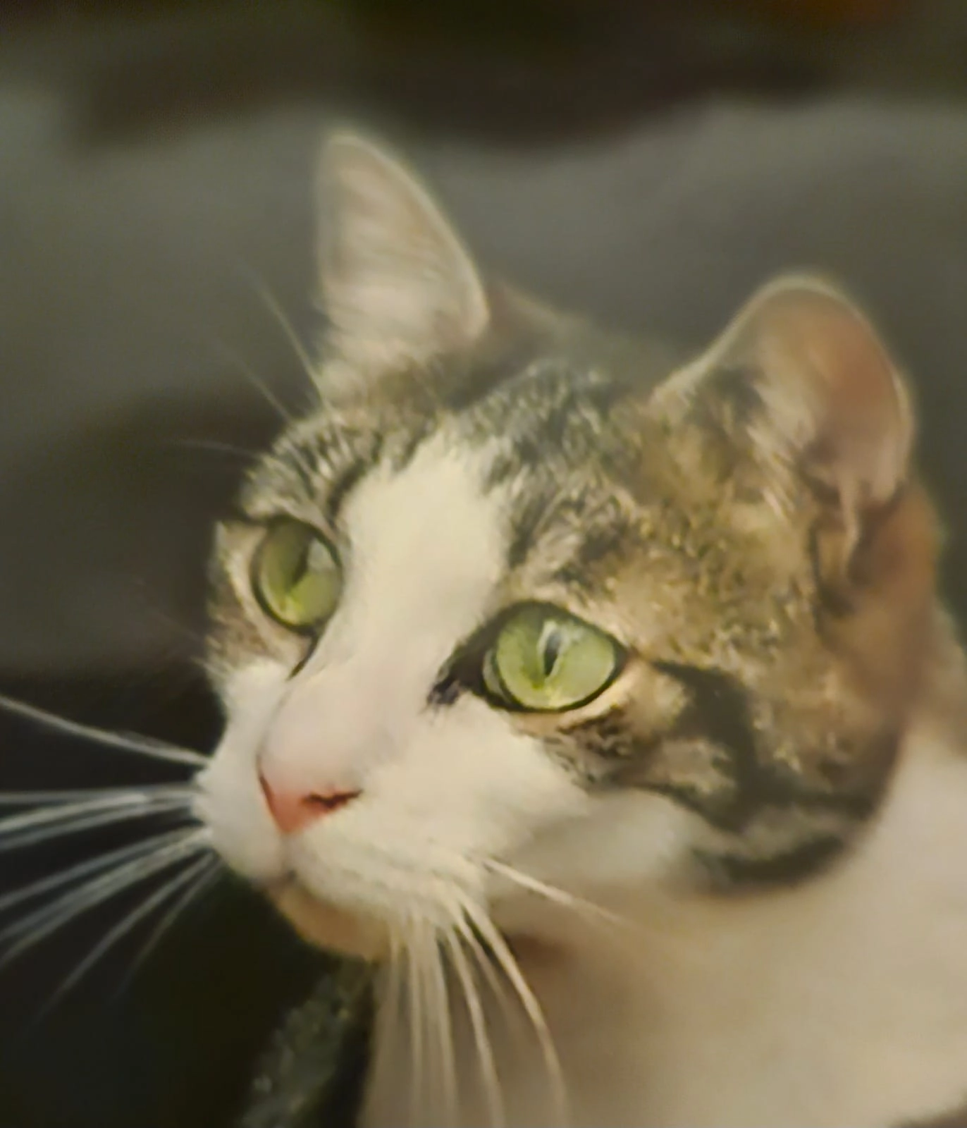 Loulou  - Rau, Gamarde-les-Bains