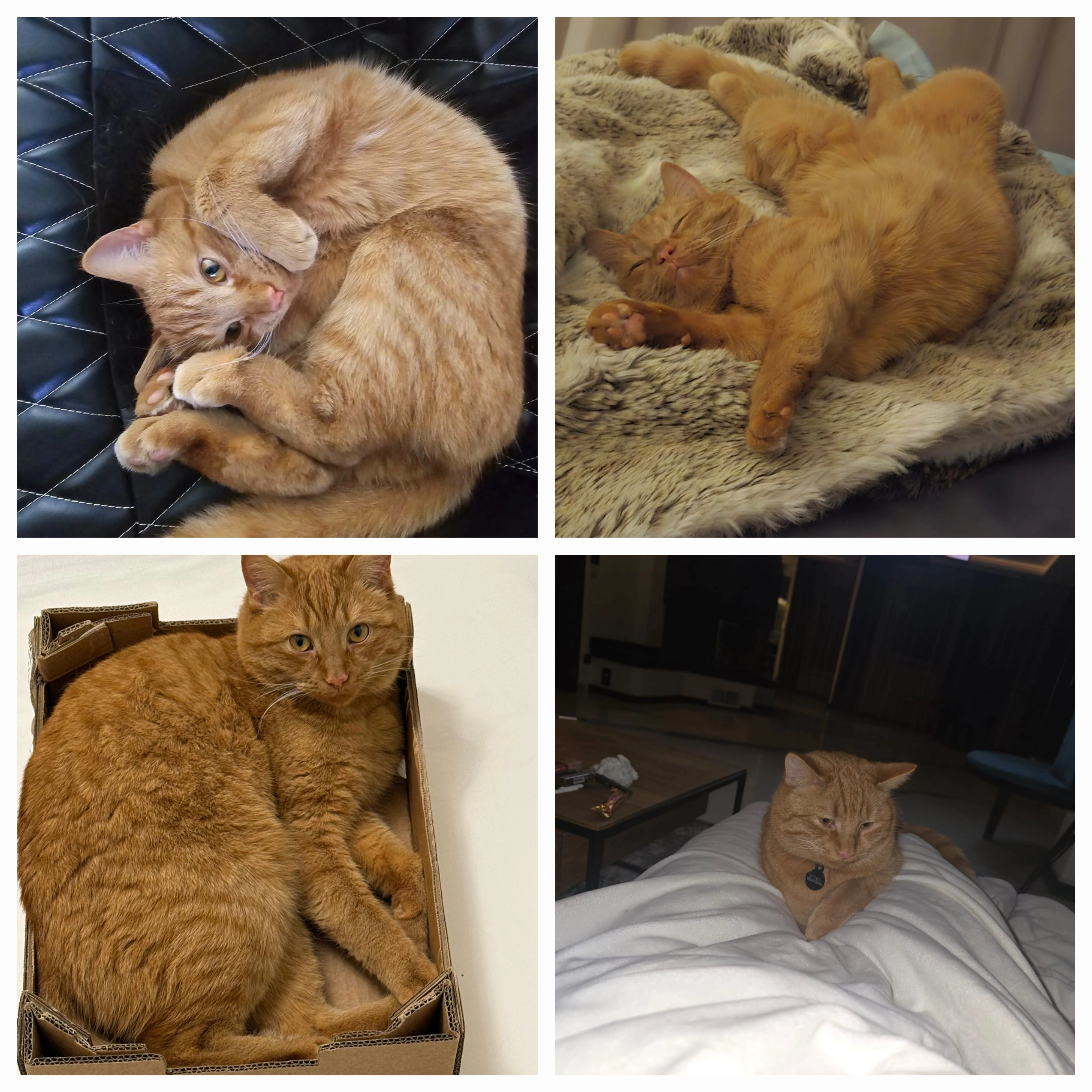 Simba - Pappelweg 1, Klagenfurt am Wörthersee