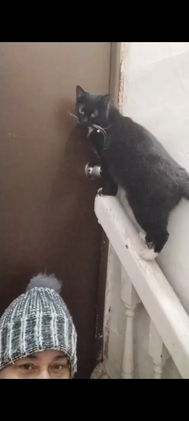 Es un gatita como de tres aΓ±os y - N Jordan St, Allentown