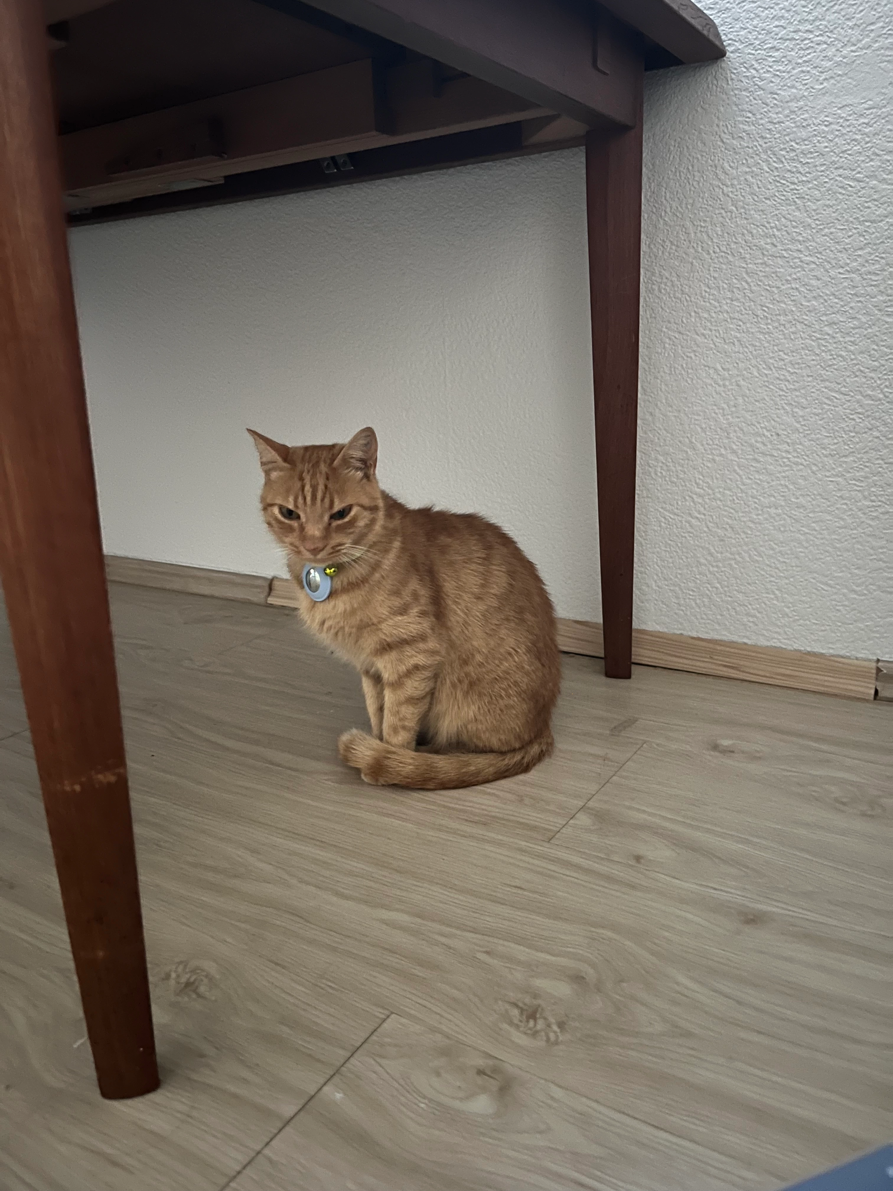 Simba - Mühlgasse, Ladenburg