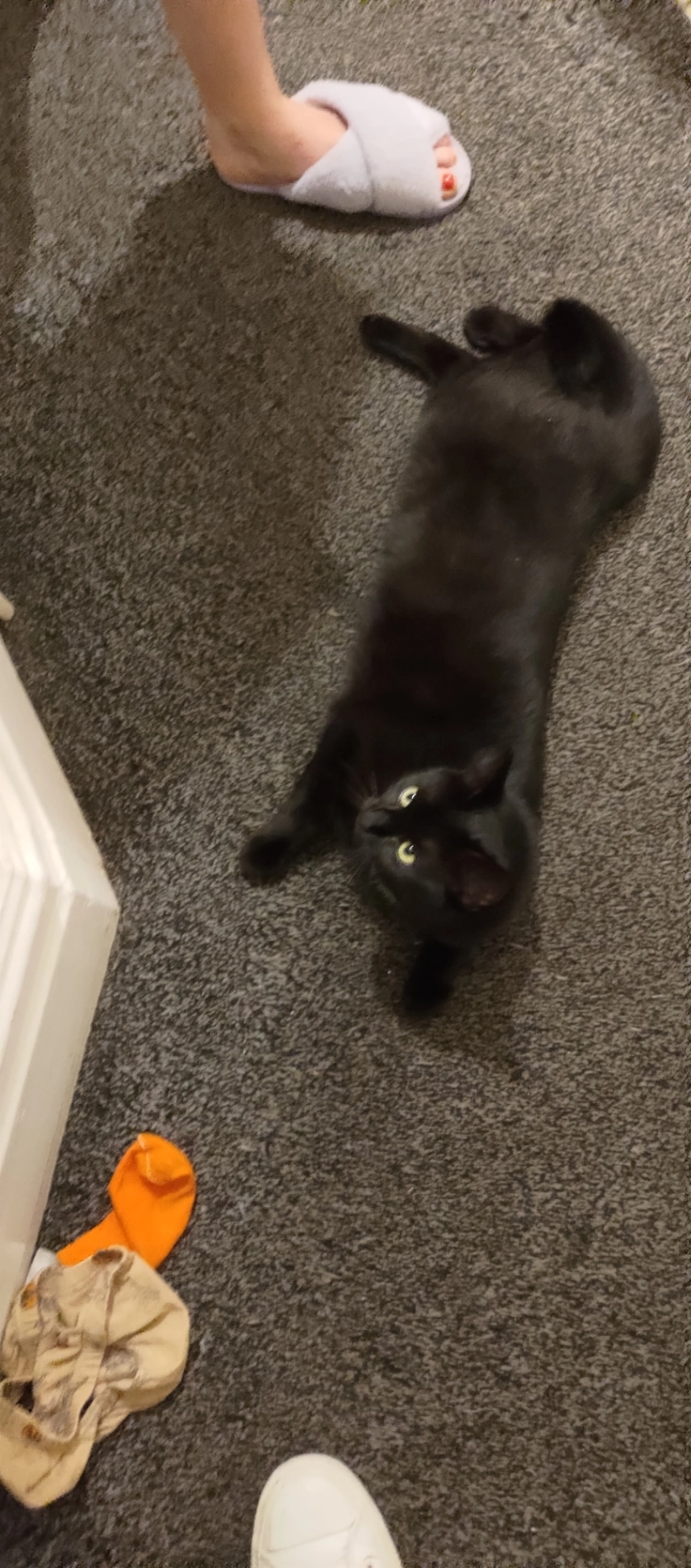 Trilly - High Street, Clacton-on-Sea