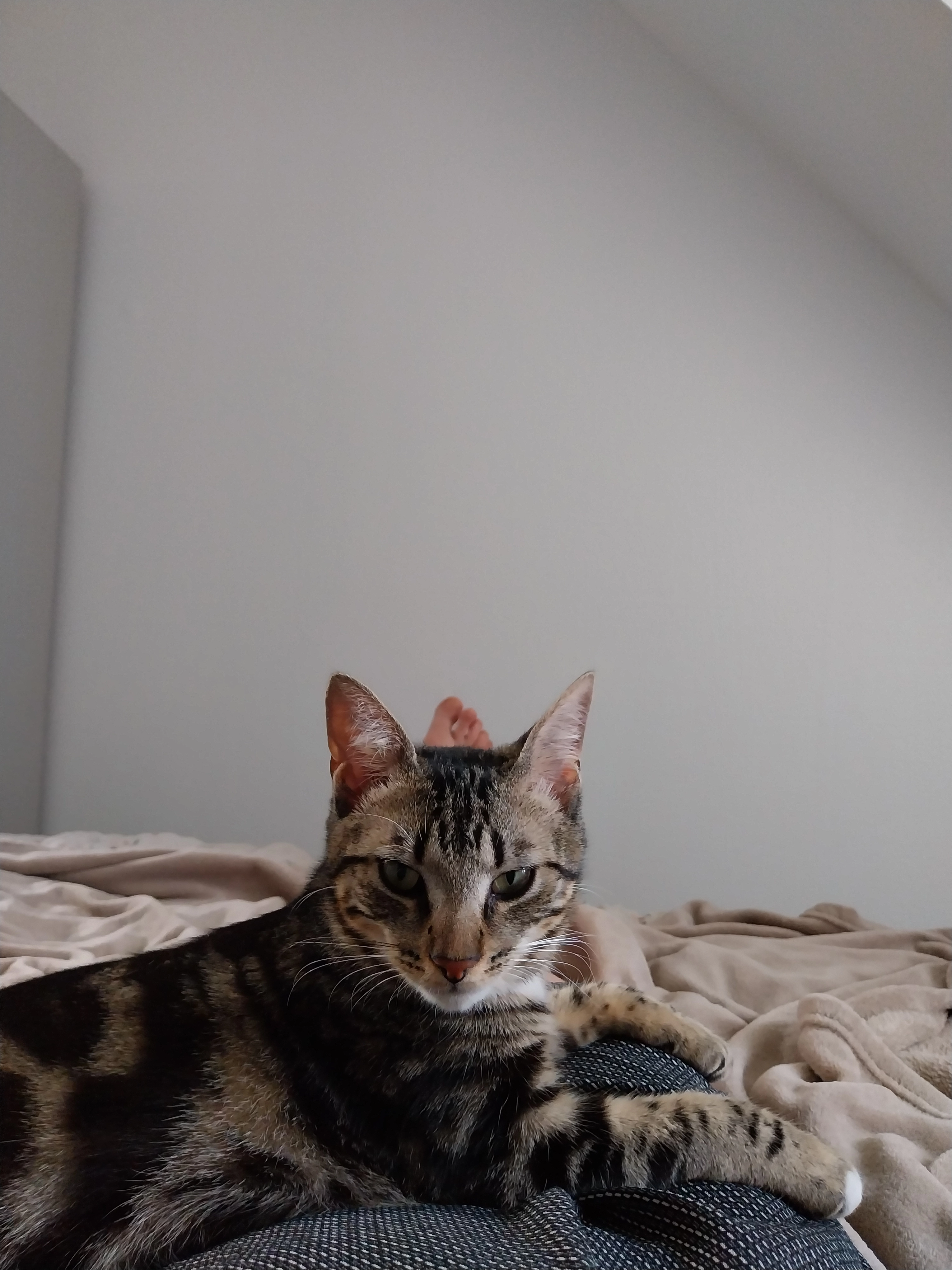 You - Rue des Ormeaux, Tours