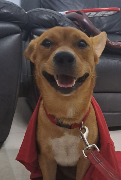 Bánh mì - Cư Xá Phú Lâm A, Hồ Chí Minh