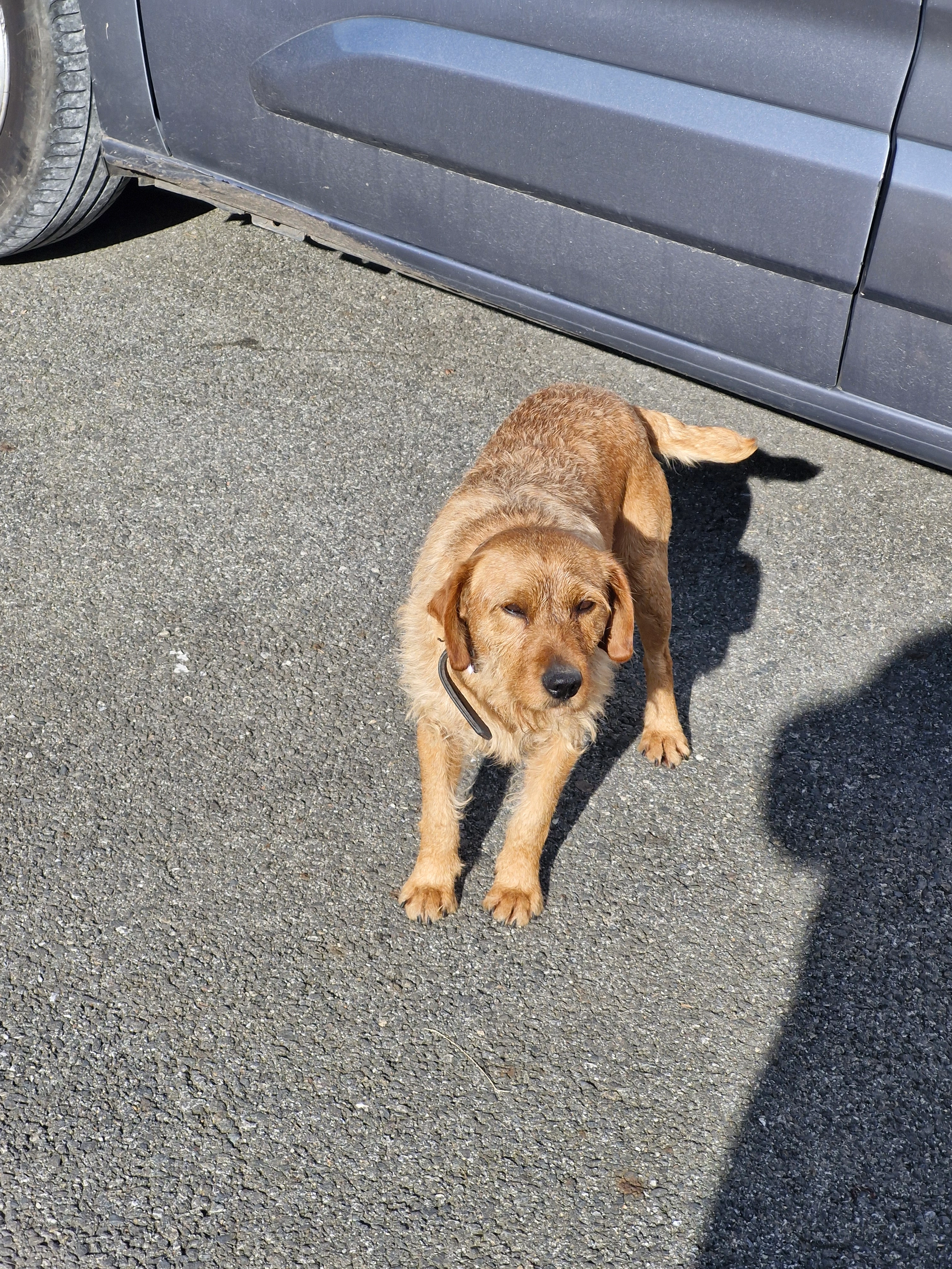 Milou...0670768713 - 16 Chemin de l'Hippodrome, Tarbes