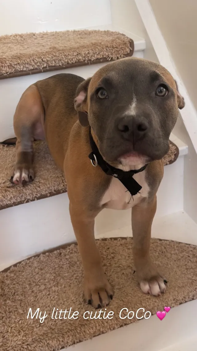 Coco - NW8 8, London