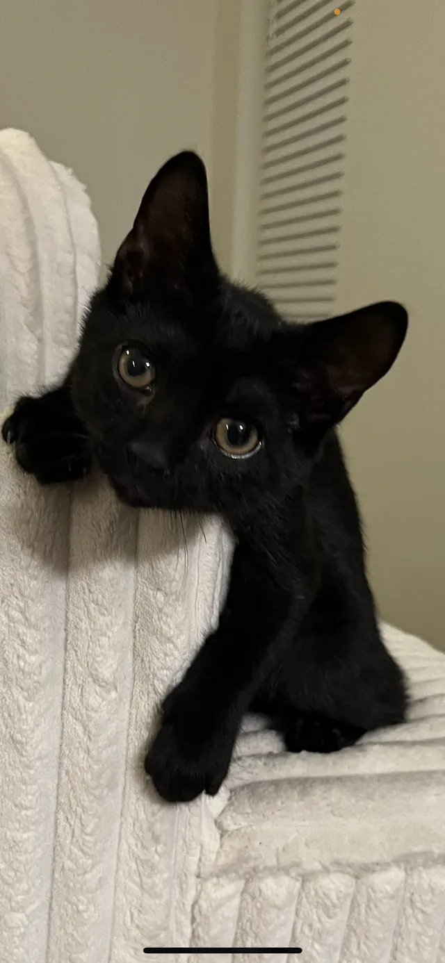 Baby boy - Posey St, Frederick