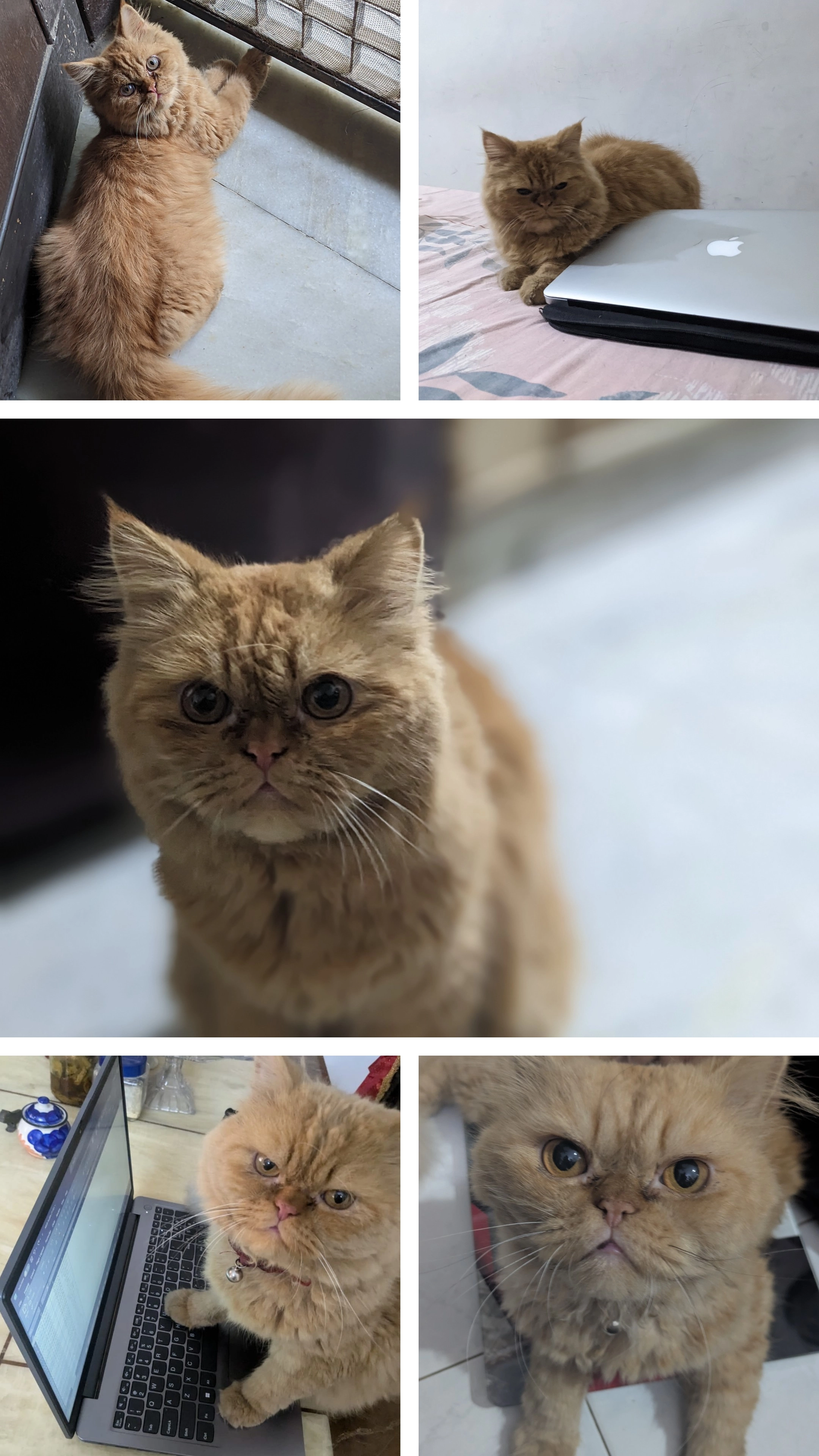 Peter - Sarita vihar pocket A, New Delhi