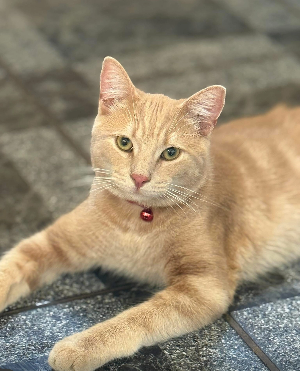 Sonny  - 5 Danybryn, Llanellen