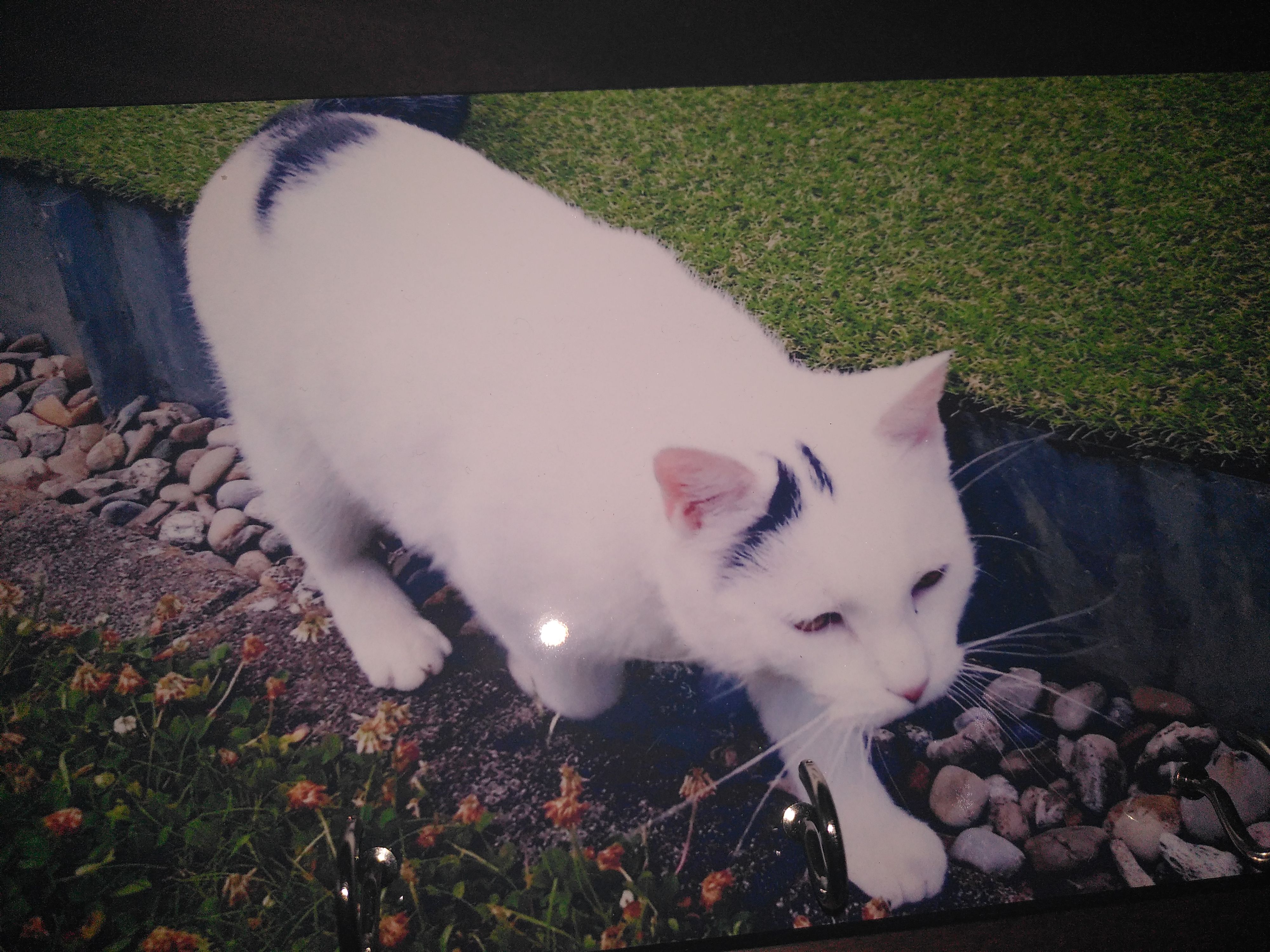 Moses - Kiefernweg, Biberach an der Riß