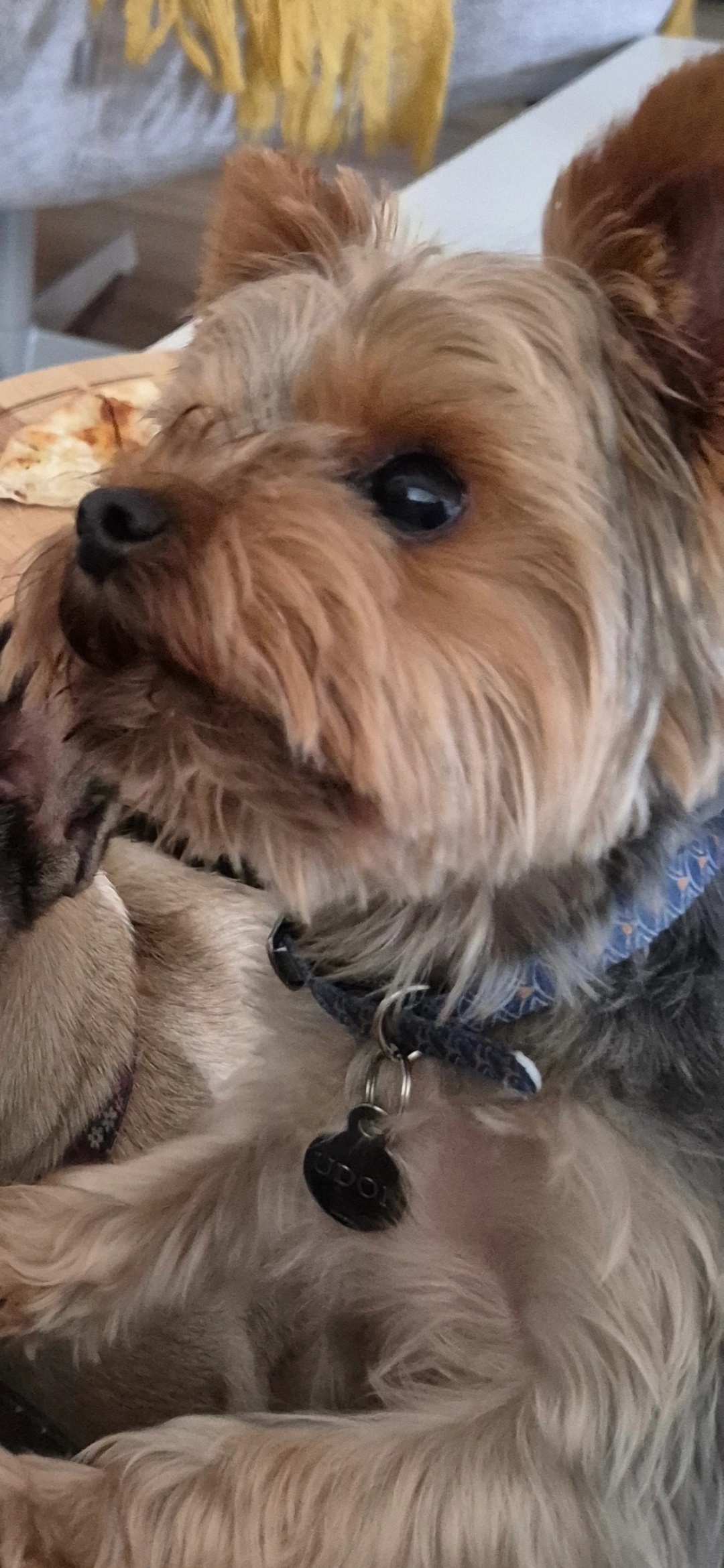 Udon - Rue De La Garenne, Mirepeisset