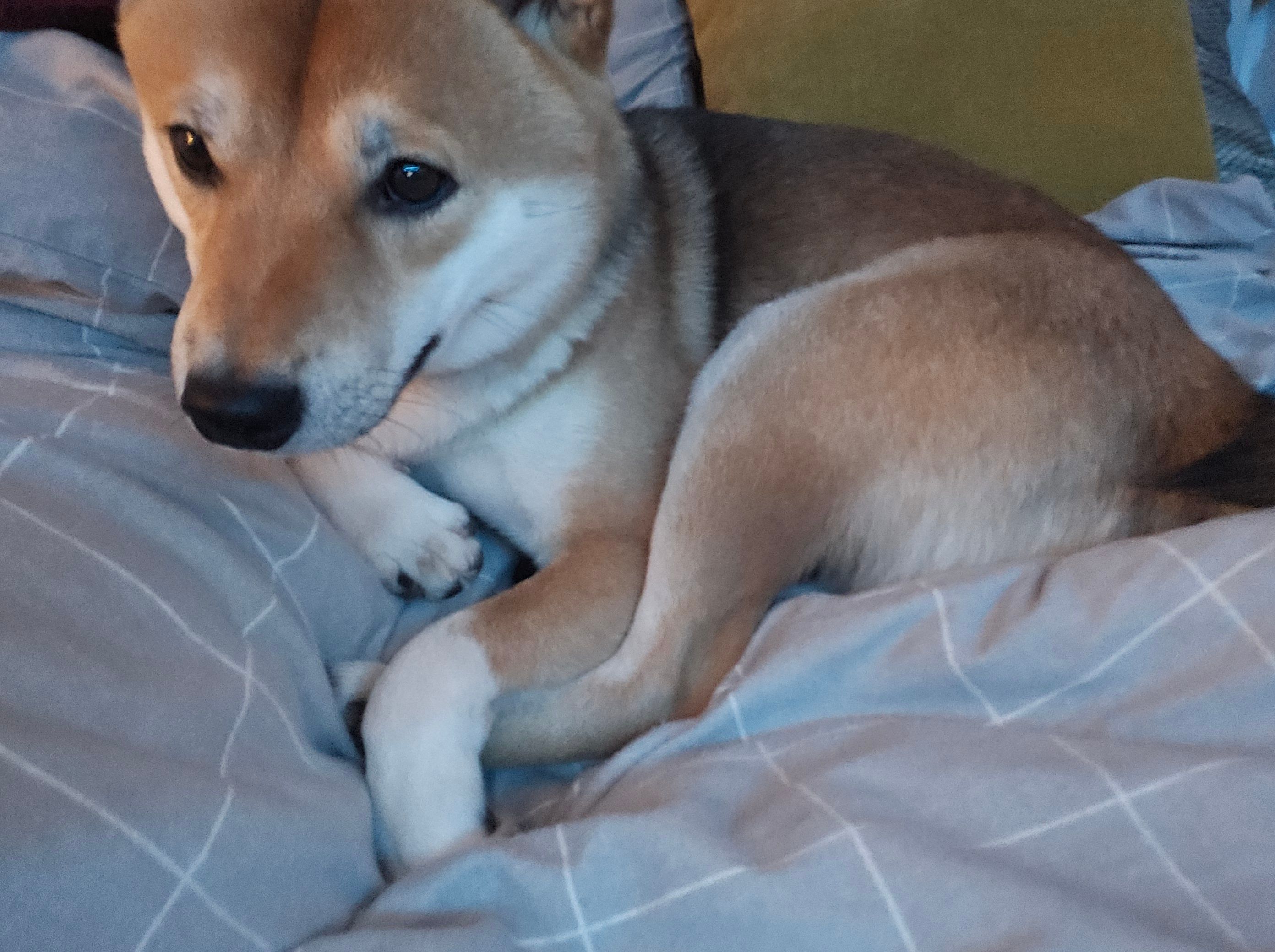 Milo - Toermalijnsingel, Terneuzen