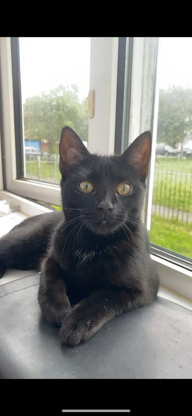 luna - Mccarthy Road, Feltham