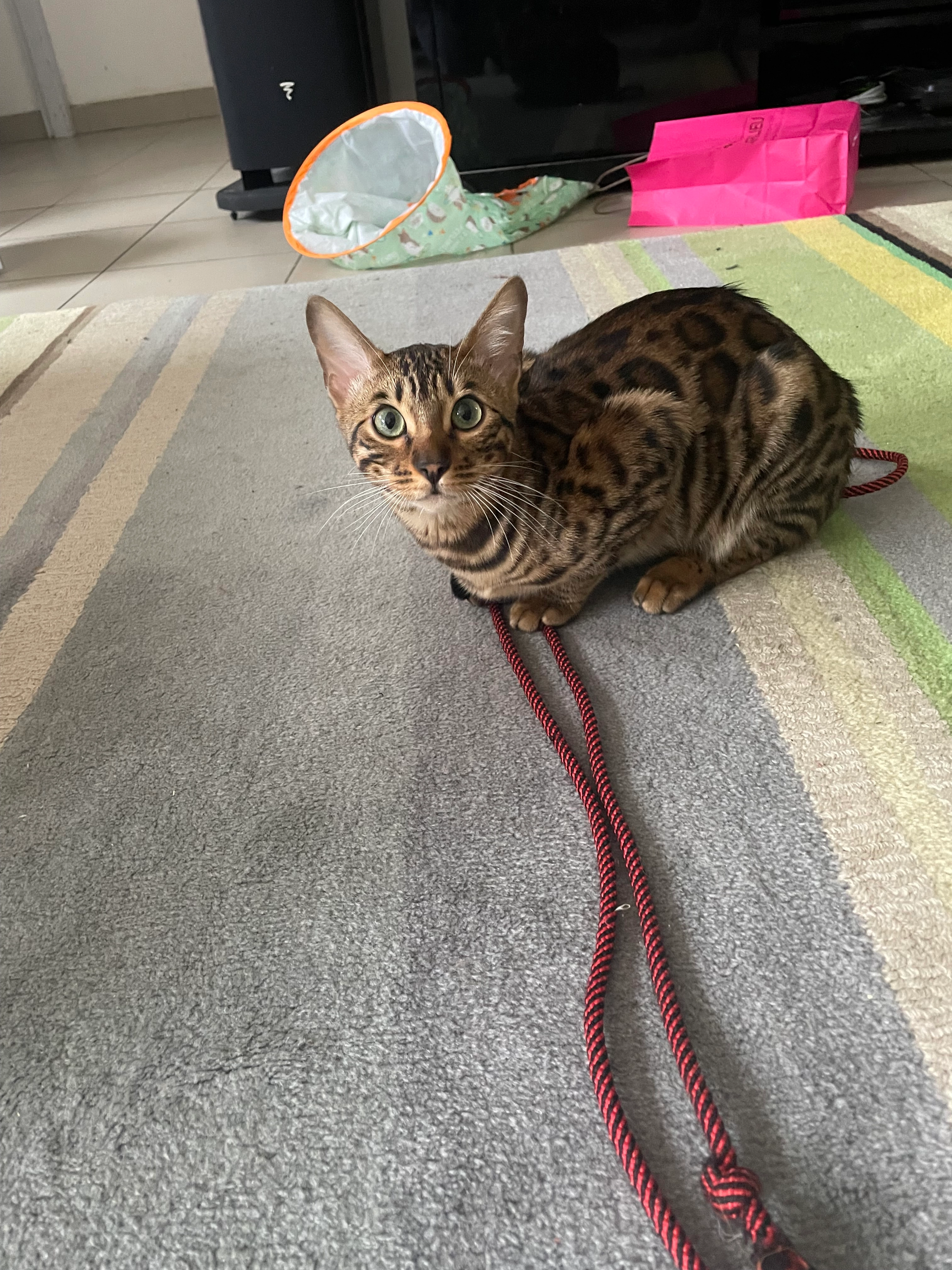 Yoshi - 9 Rue du Héron, Bourgoin-Jallieu