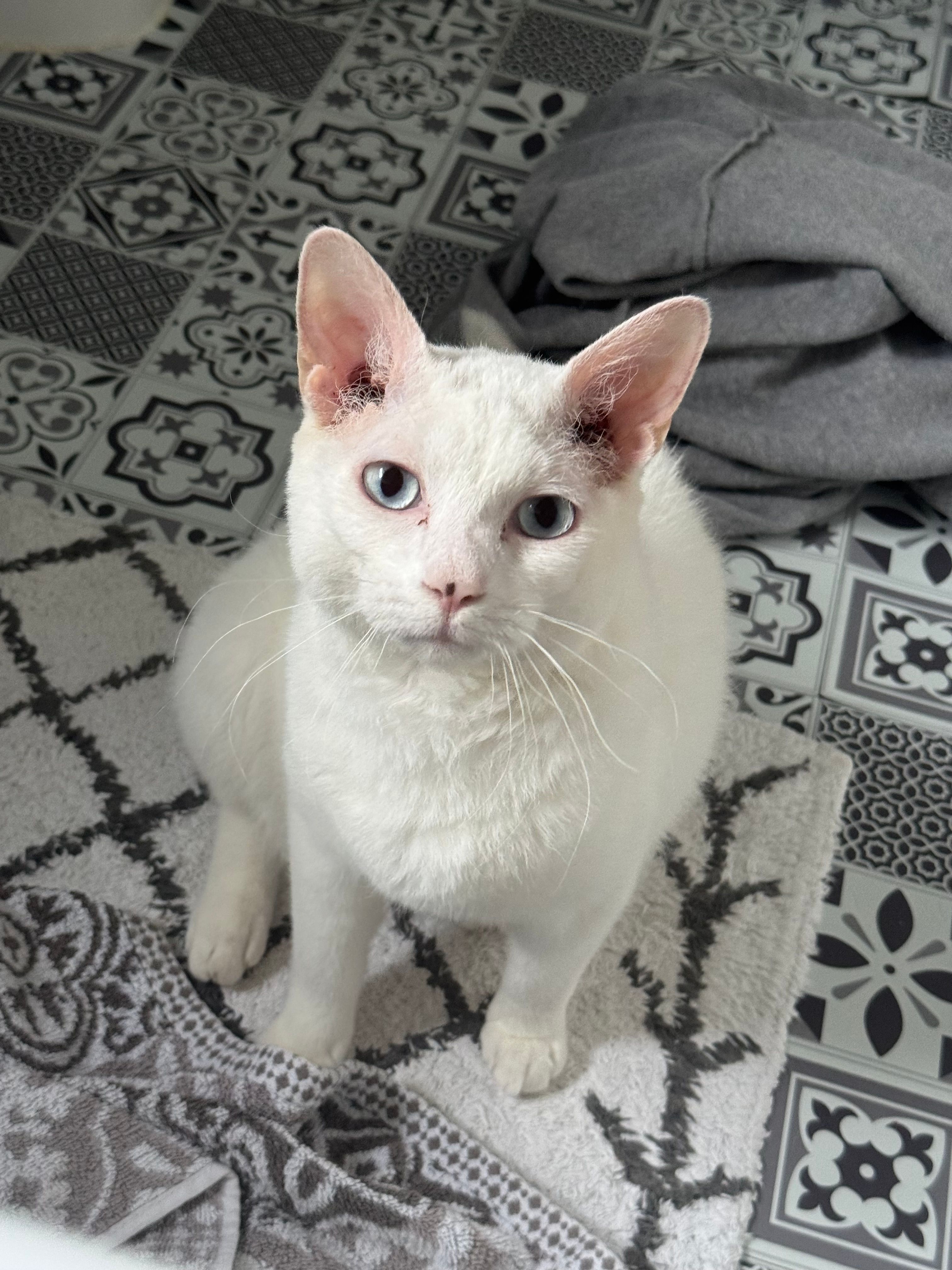 Mr Biggles - Reed Avenue, Canterbury