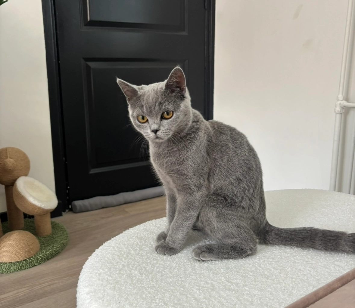 Nuka - Bestevaerstraat, Assendelft