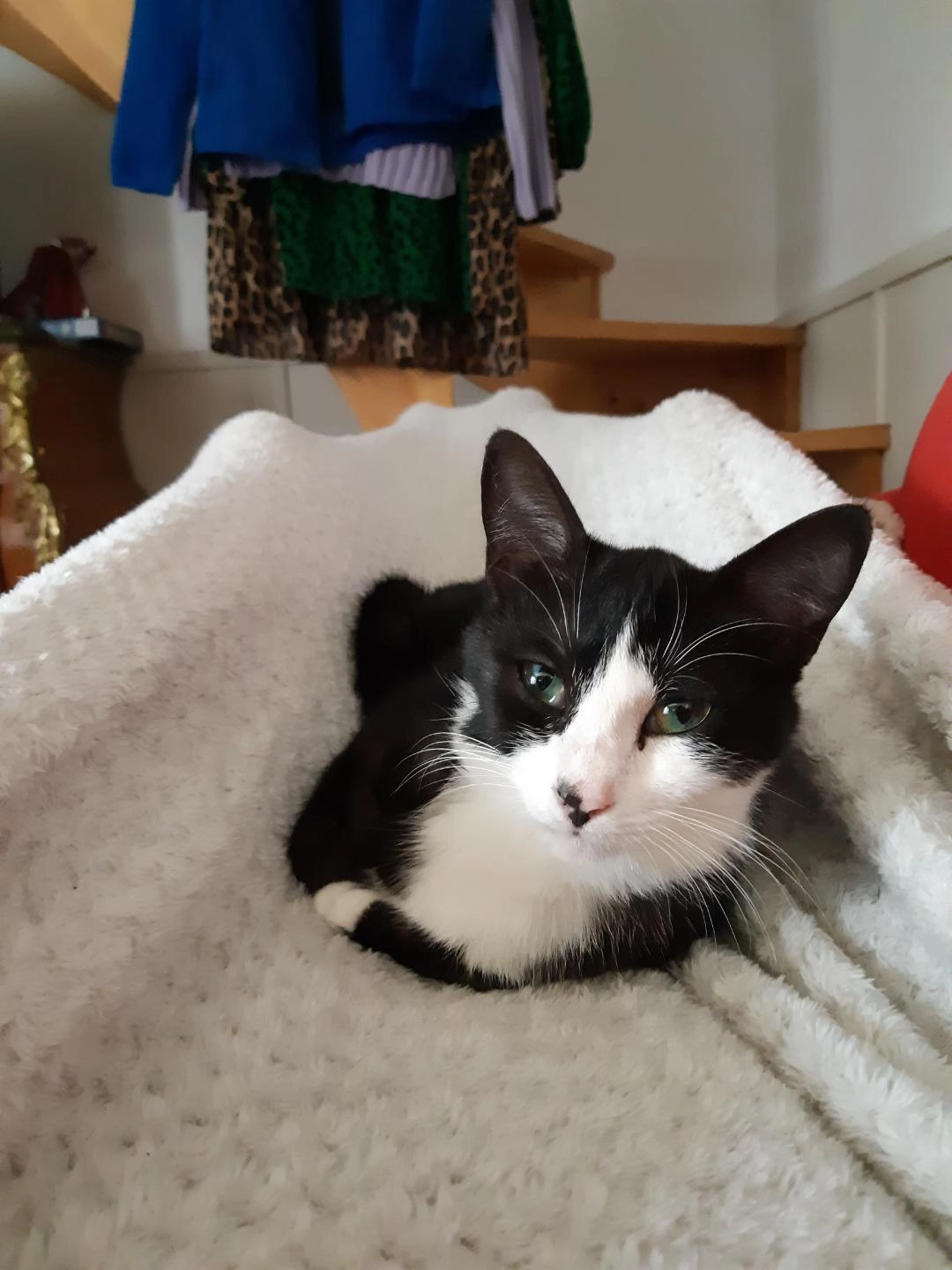 Upa - 22470, Plouézec