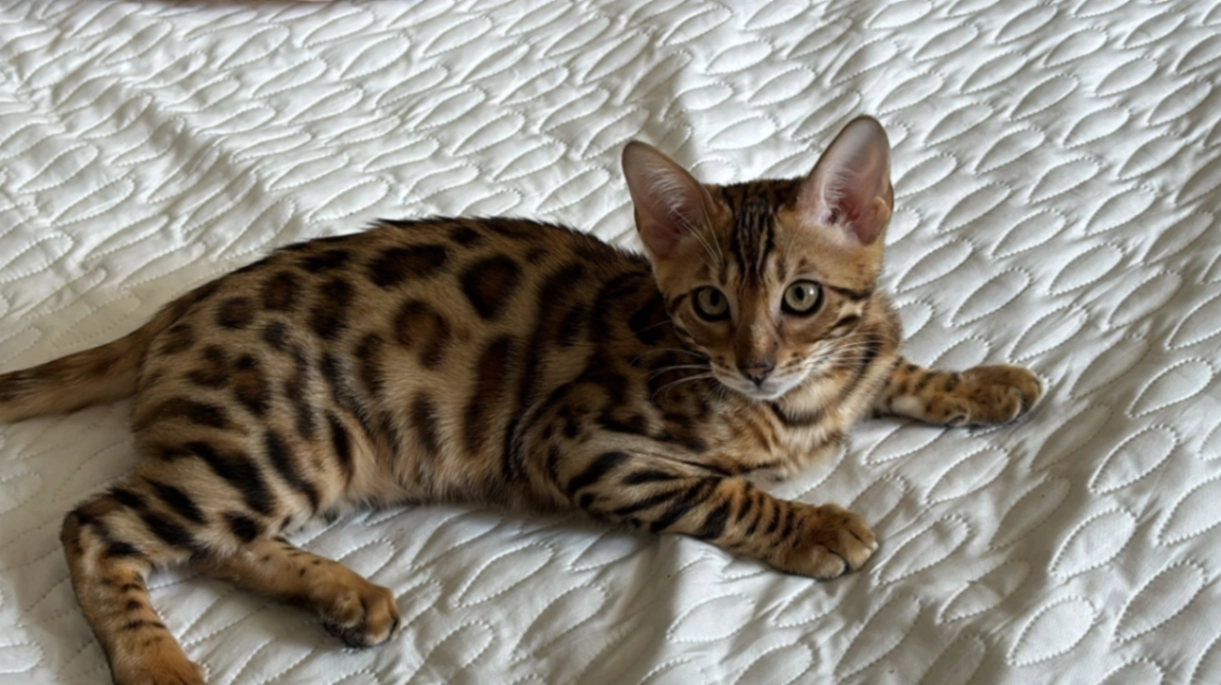 Simba - Groenplaats, Lanaken