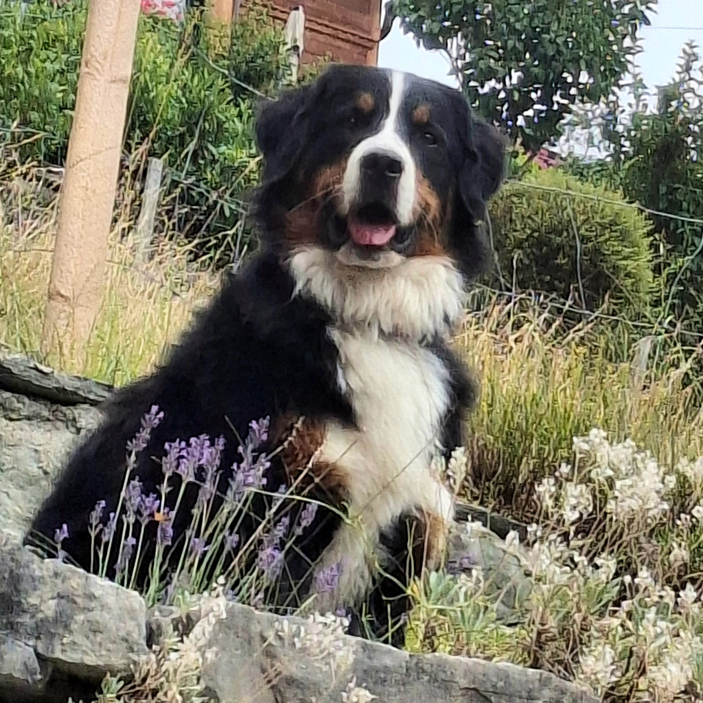 Rosie  - La Russille, Châtel-sur-Montsalvens