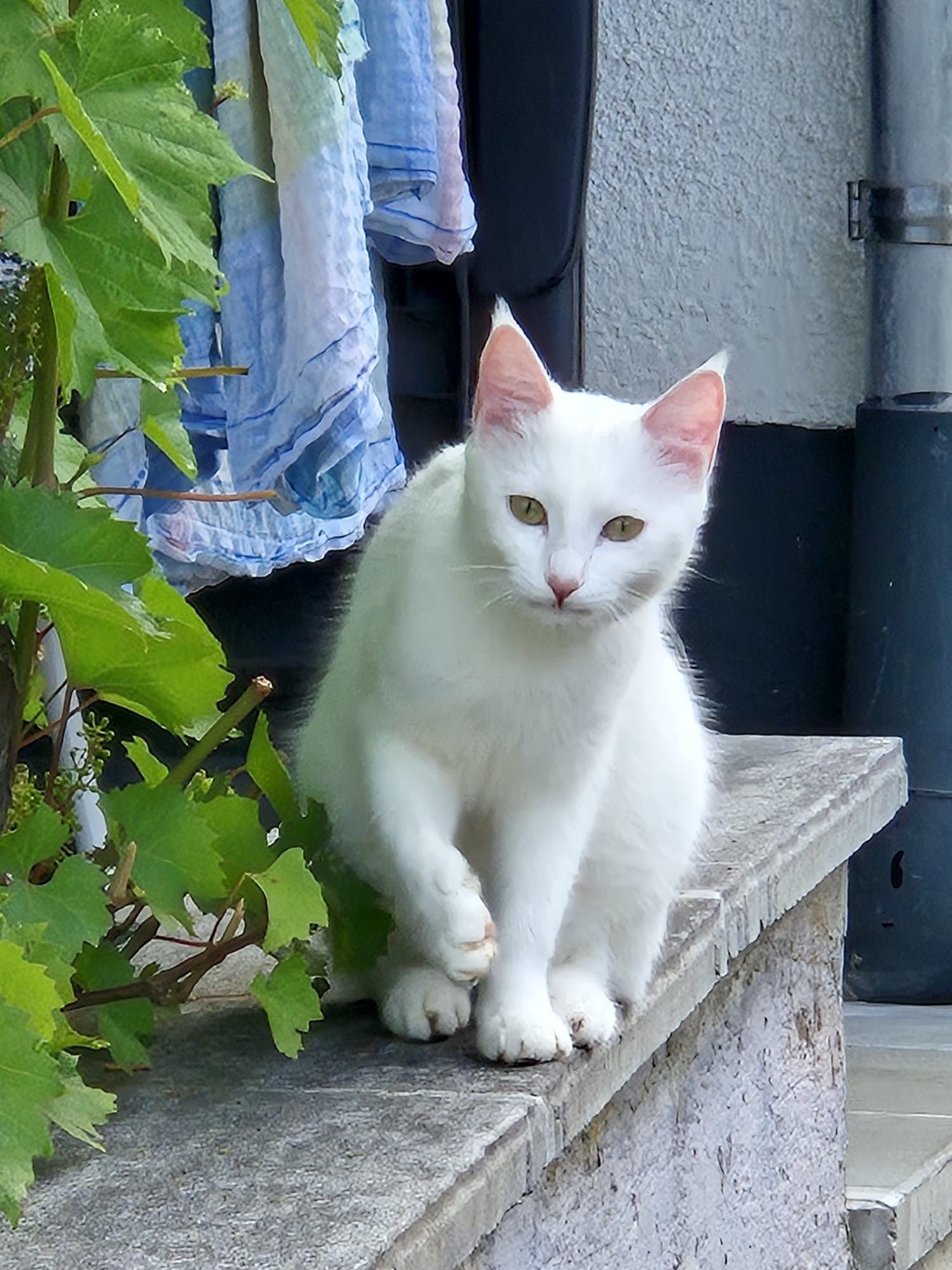 Nala - Mörikestraße, Wehingen