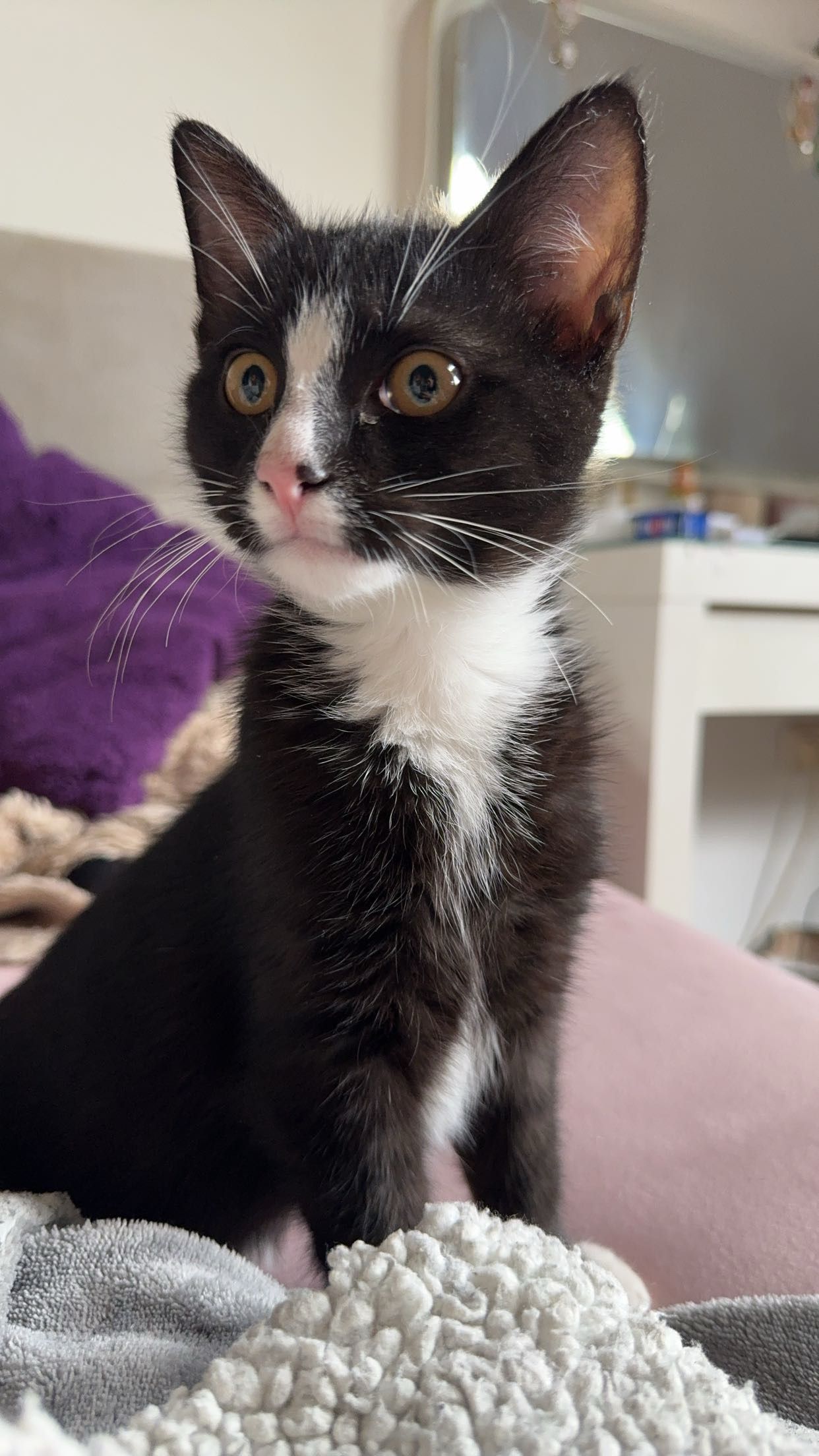 Fredholt - Zum Königsberg, Hille