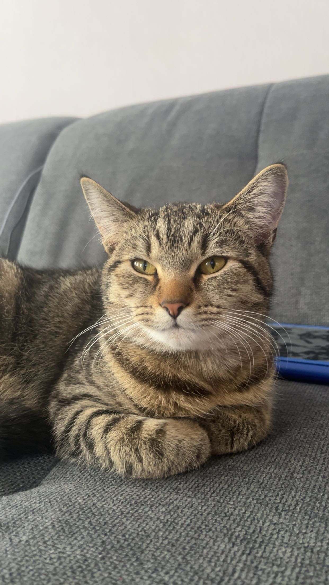 Nala - Azaleenring, Haren