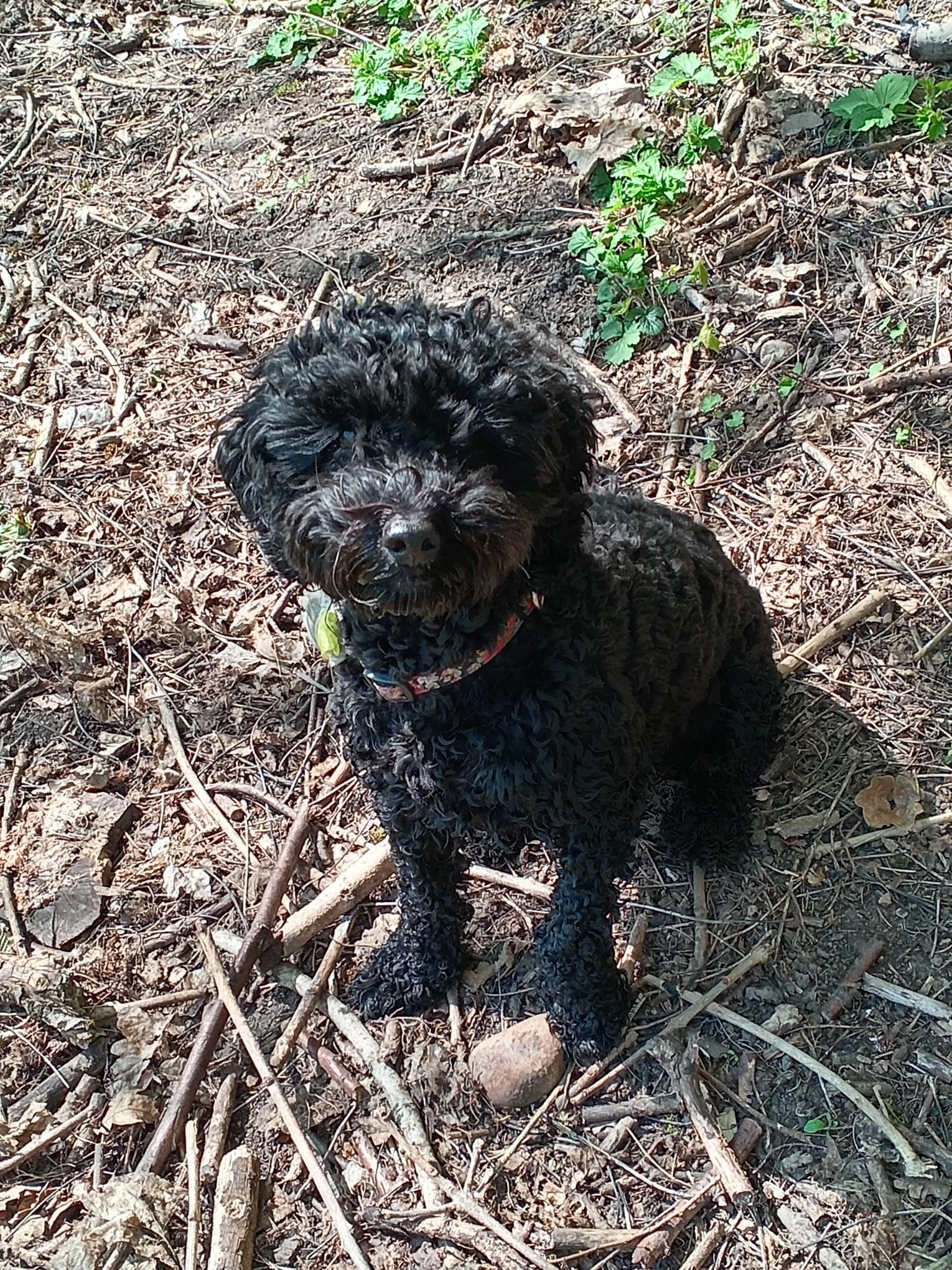 Dolly - Crumpsall Lane, Manchester