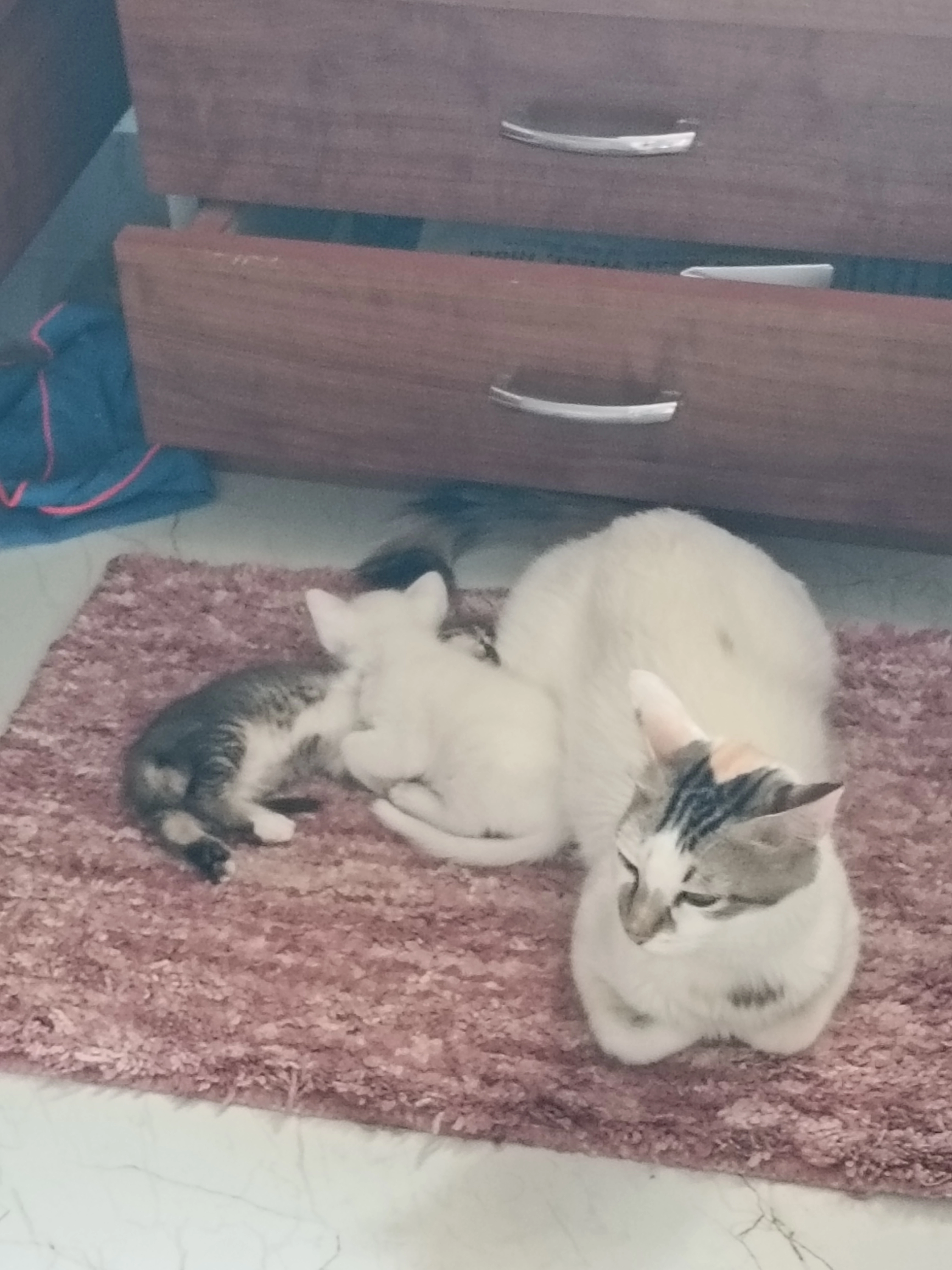 Pillya - Nh48, Belgaum