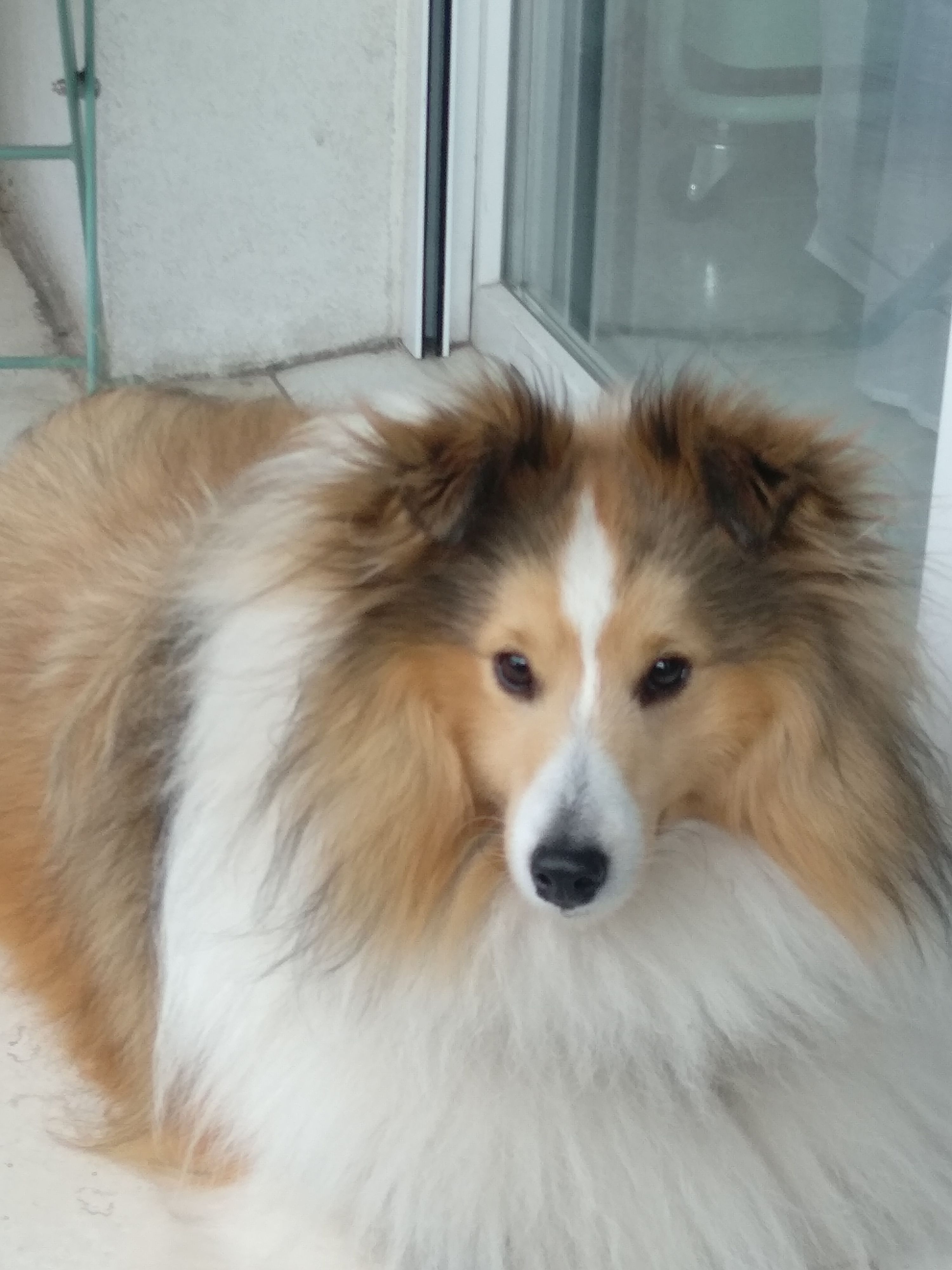 Shadow - Route de la Forêt des Cèdres, perdu en forêt , Bonnieux