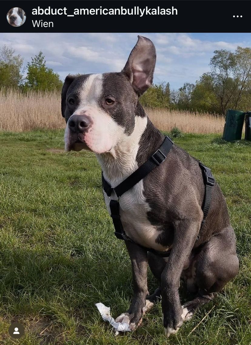 Kalash - Nordbahnstraße, Wien