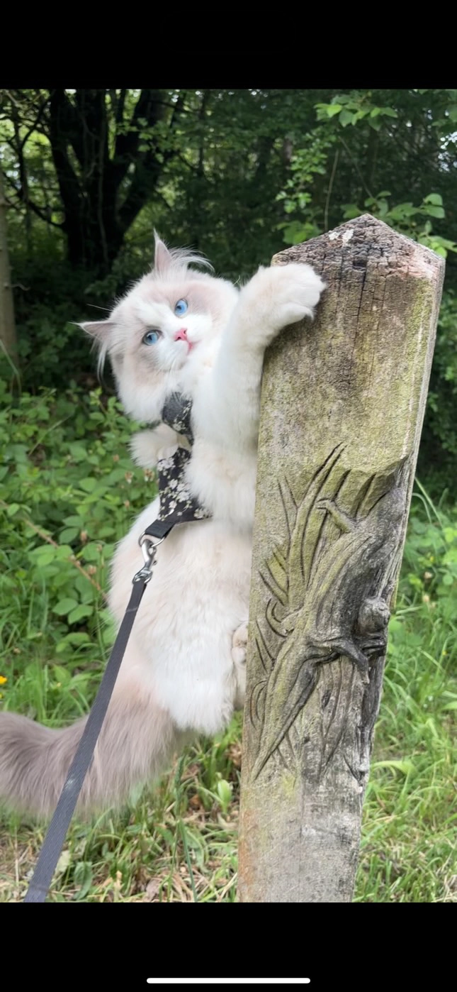 Aurora  - Heol Kenyon, Wrexham