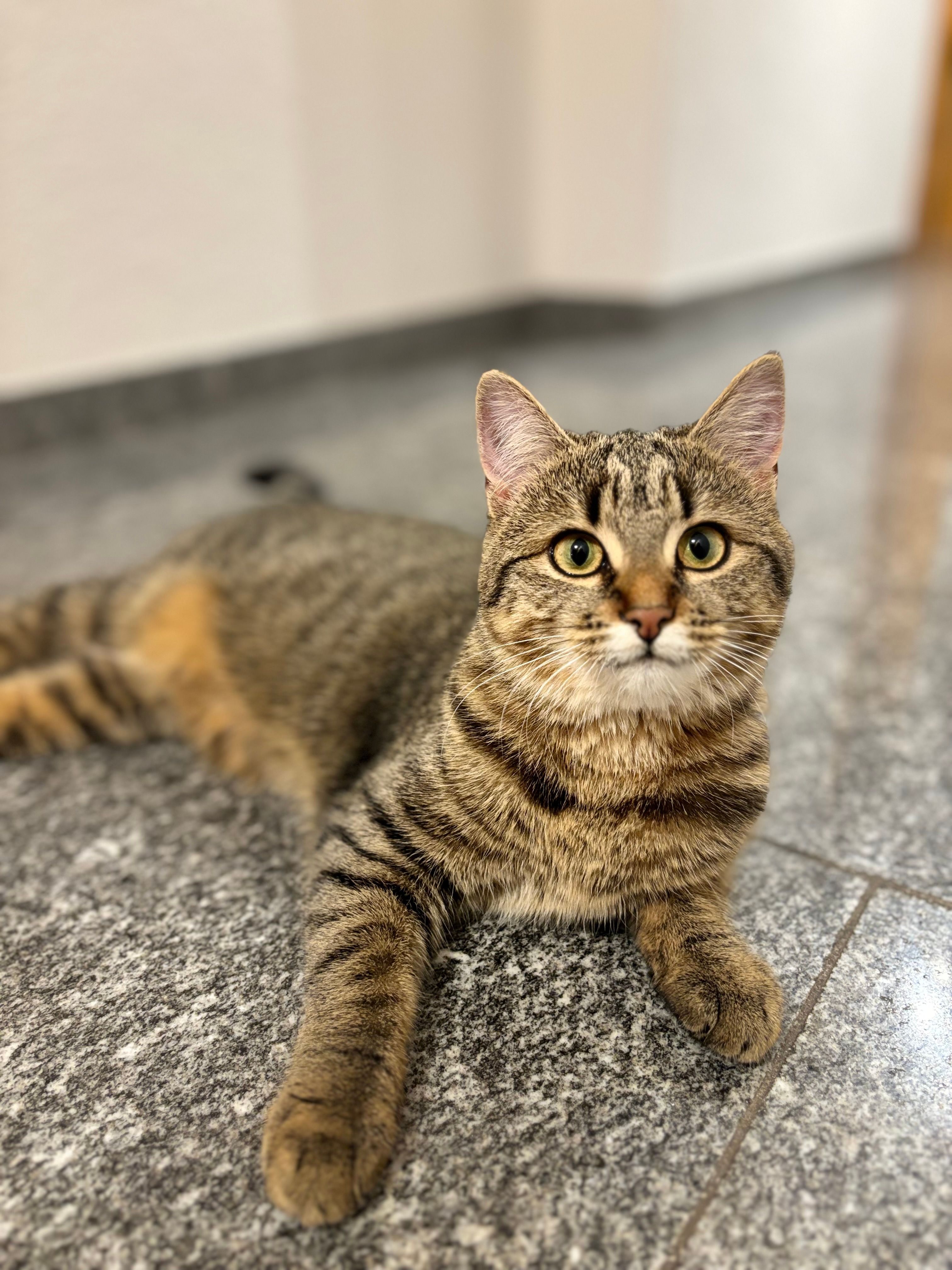 Sally - Pajüel, Tschiertschen