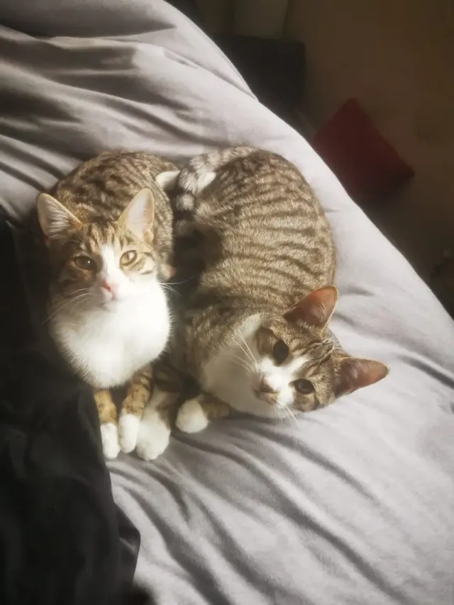 Herby and cylde  - Lennox Close, Eastbourne