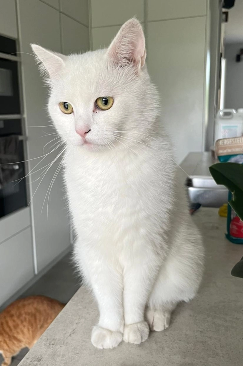 Ferre - Twijglaan, Leuven