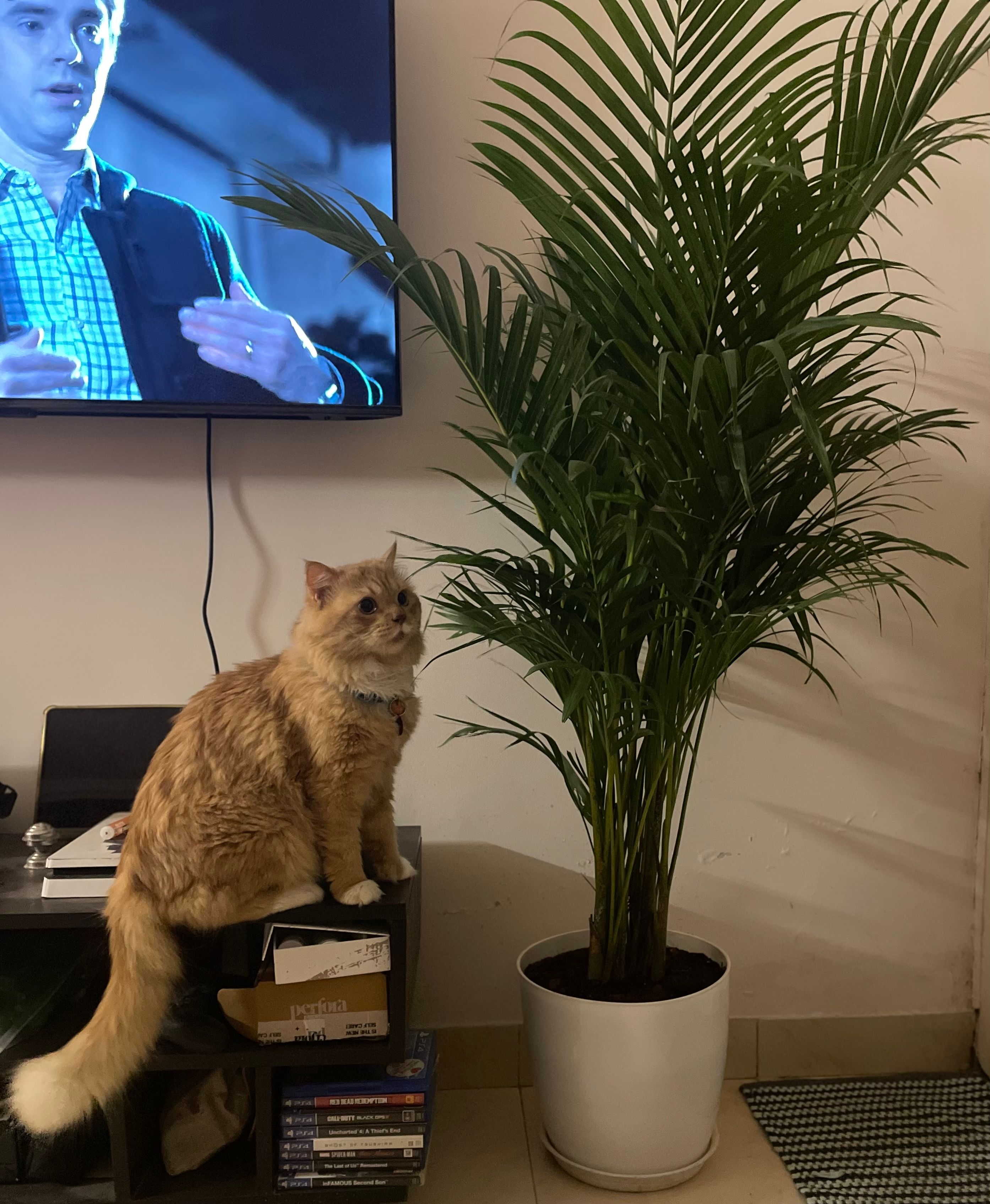 Posh - Thippagondanahalli, Channagiri